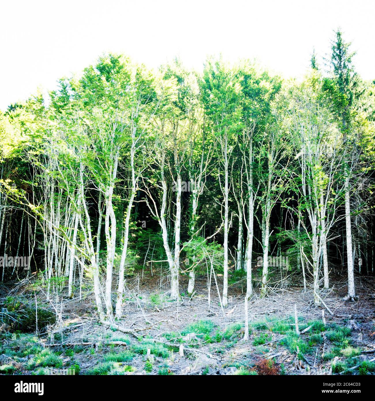 Wald im Sommer. Frankreich Stockfoto