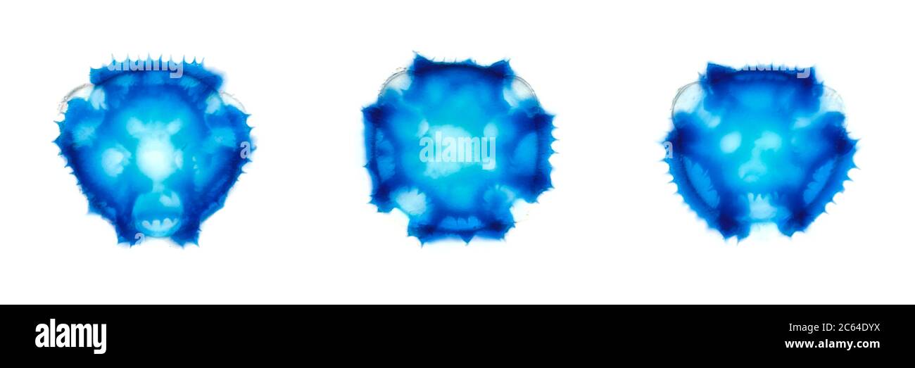 Lapsana communis (common nipplewort) Pollenkörner unter dem Mikroskop Stockfoto