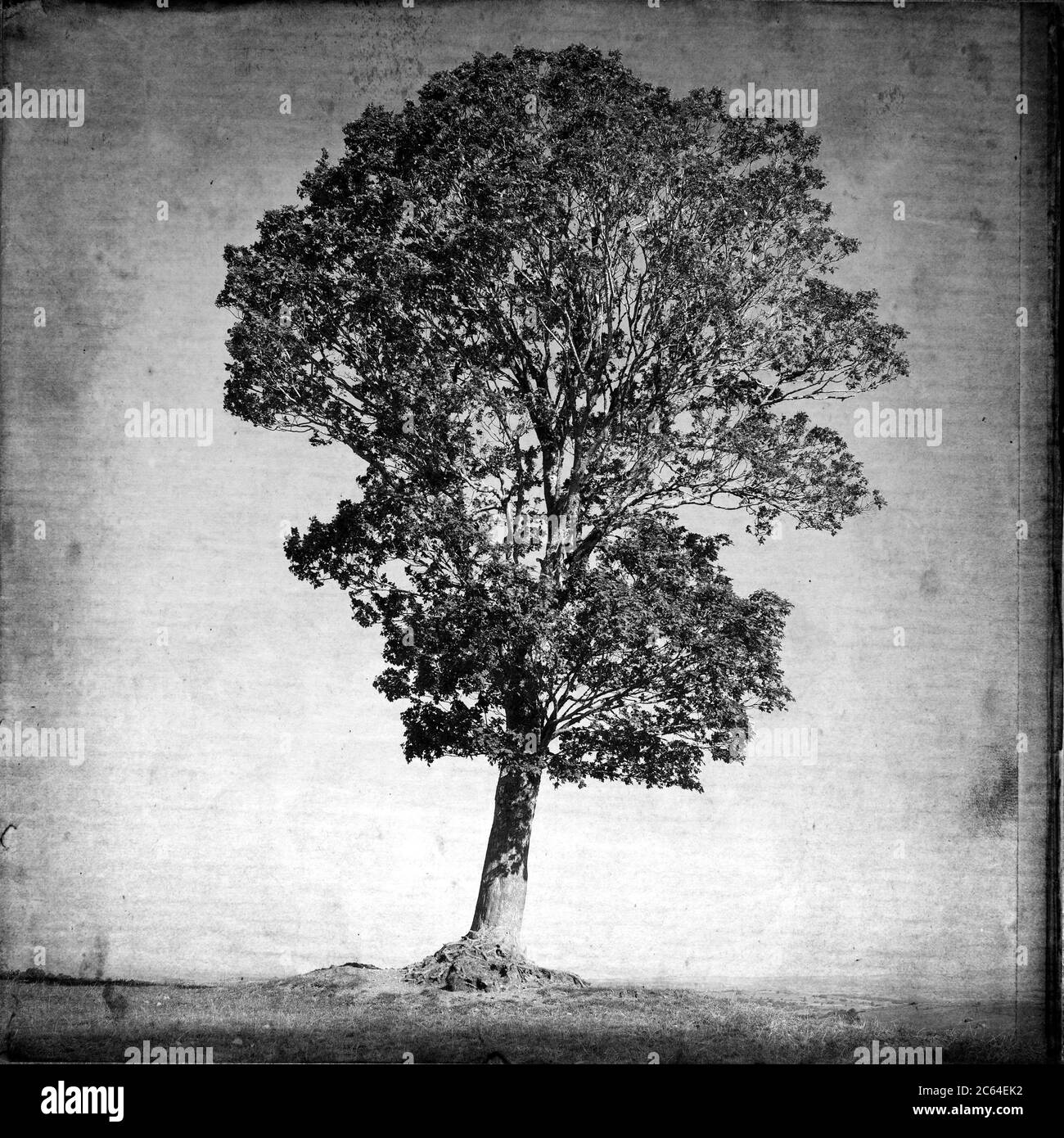 Baum, texturierter Kunsteffekt im Vintage-Look, Cantal, Auvergne-Rhone-Alpes, Frankreich Stockfoto