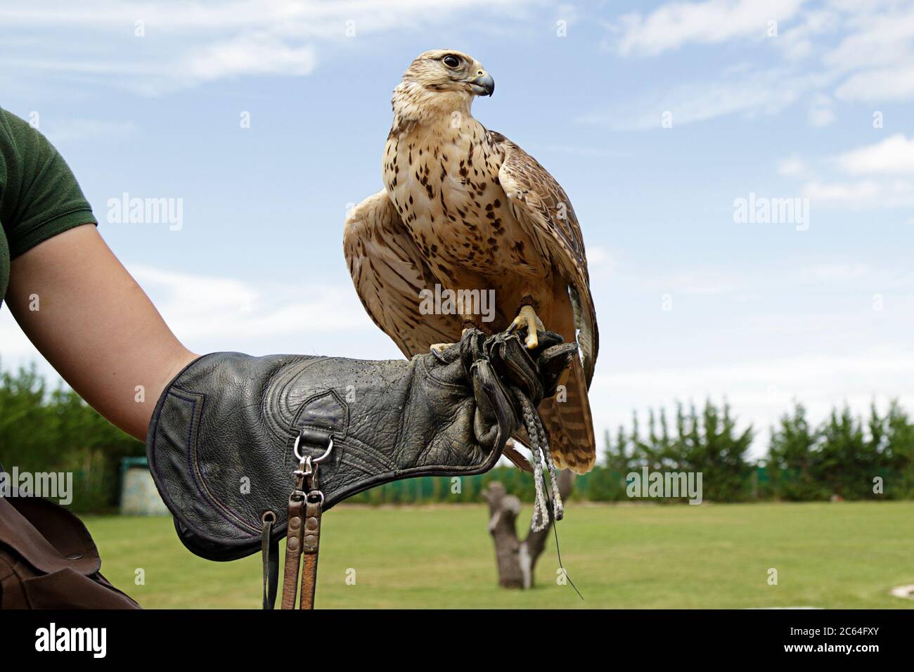 Falconer zeigt einen Falkensacker (Falco cherrug) Stockfoto