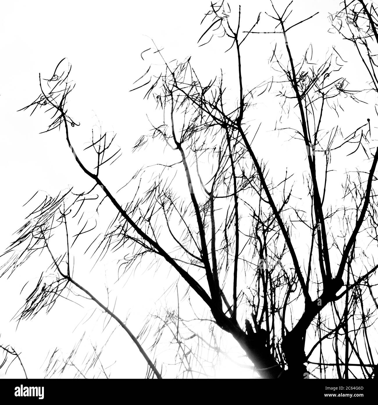 Isolierter Baum im Winter. Auvergne. Frankreich Stockfoto