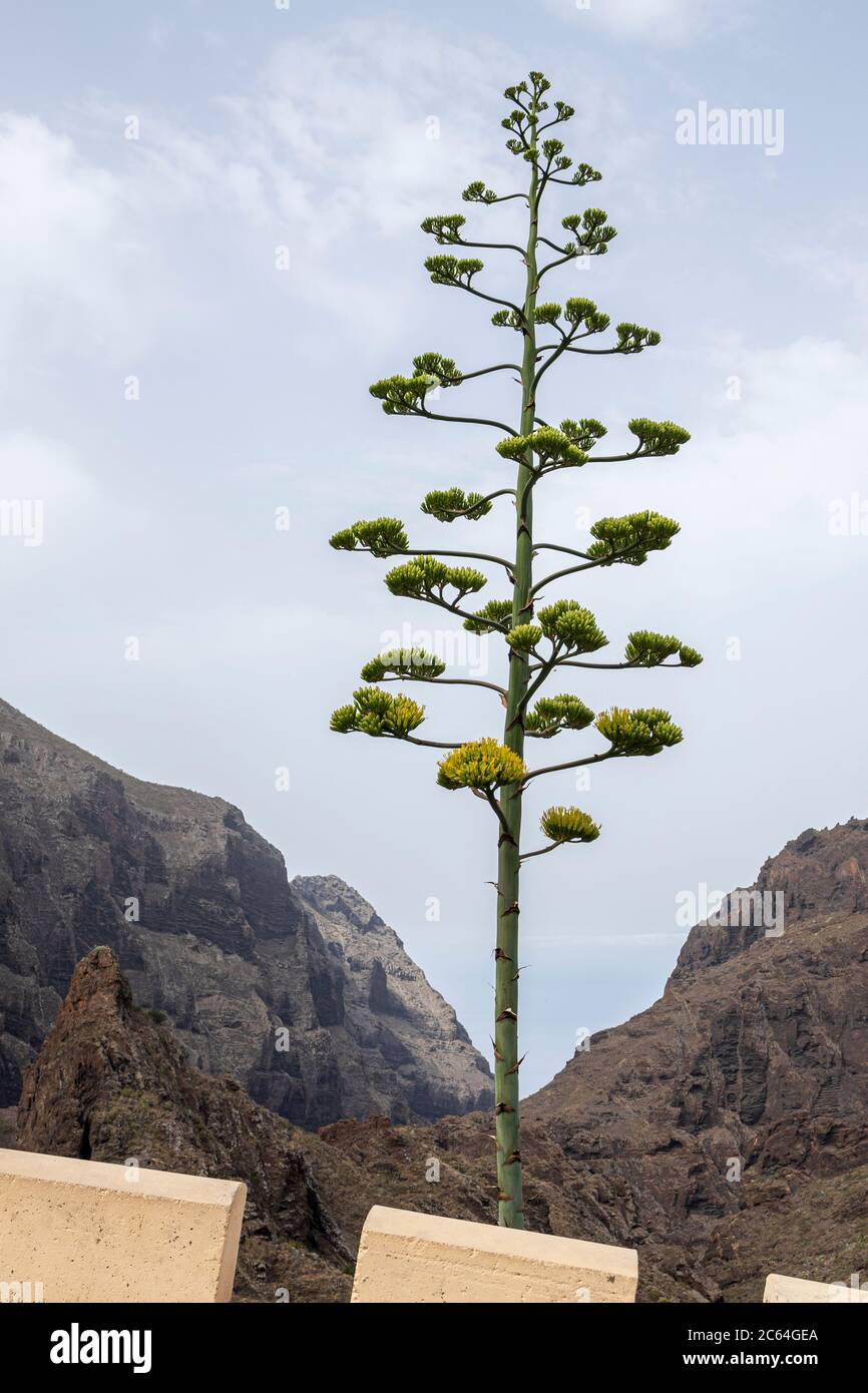 Agave americana Blütenstamm in Masca, Teneriffa, Kanarische Inseln, Spanien Stockfoto