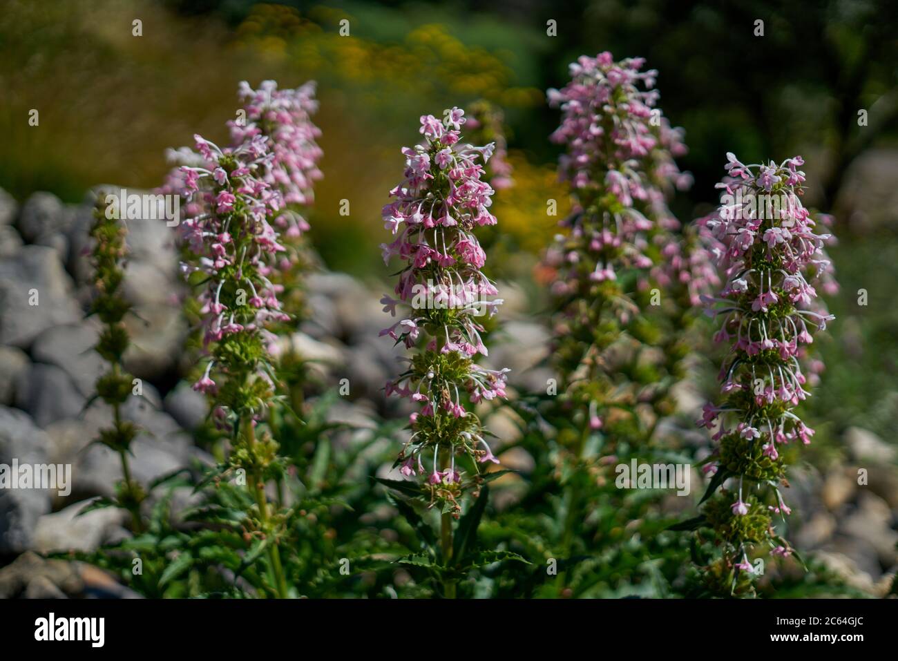 Morina longifolia Pflanze in voller Blüte Stockfoto