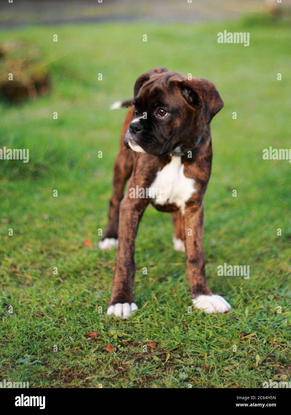 Brindle Boxer Welpe sehr ernsthaft Blick auf die Kamera bereit, Frühling, auf grünem Gras im Garten stehen Stockfoto