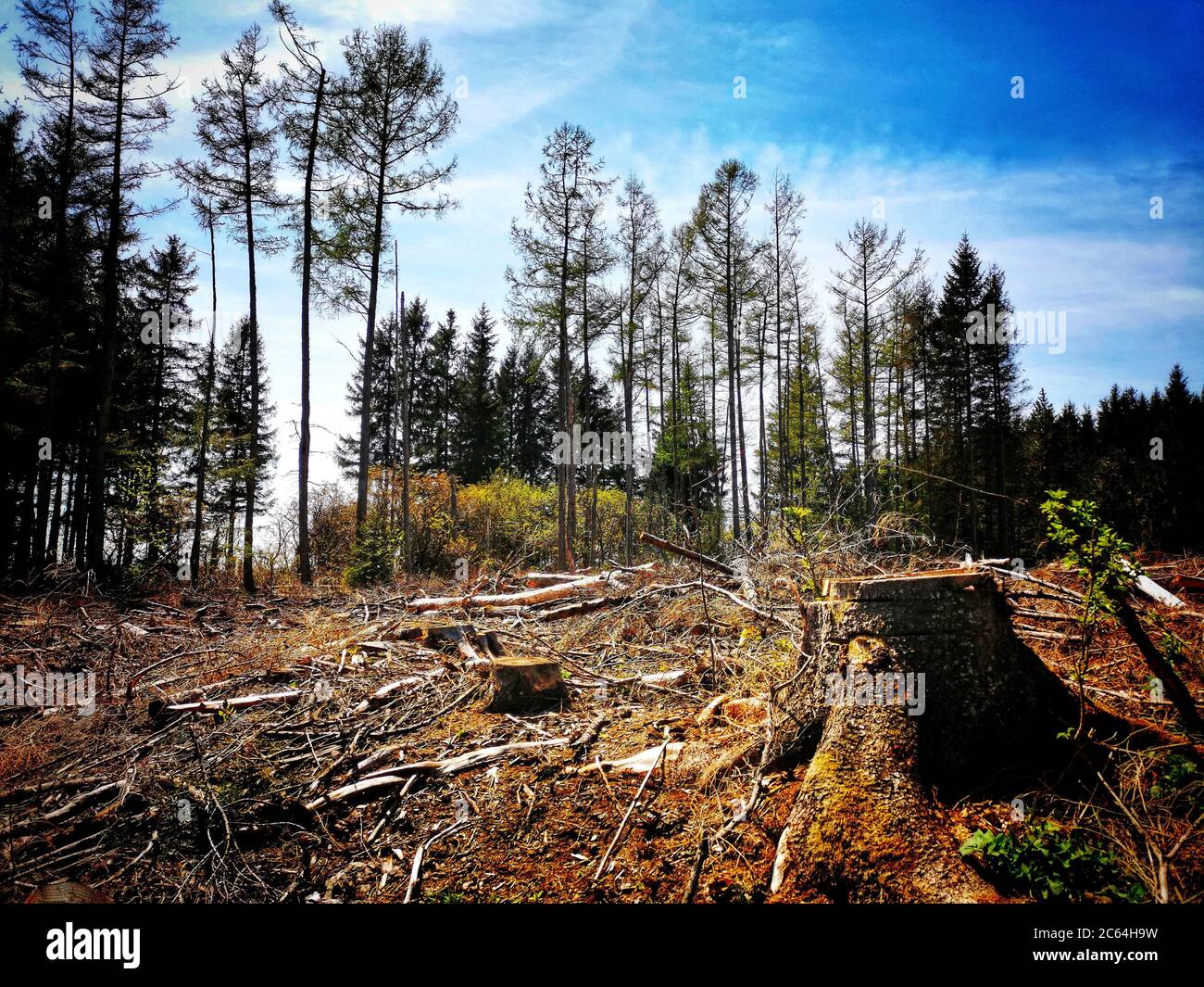 Kürzlich klar geschnittener Wald, Auvergne-Rhone-Alpes, Frankreich Stockfoto