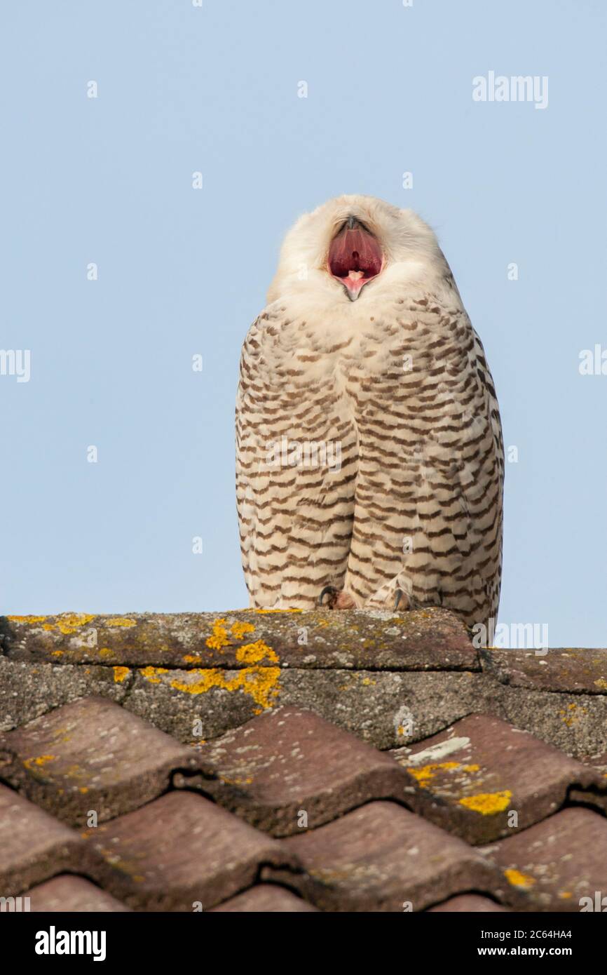 Gähnende Schneehäuhe (Bubo scandiacus), die auf einem Dach eines Hauses in einem kleinen Dorf in den Niederlanden ruht. Stockfoto