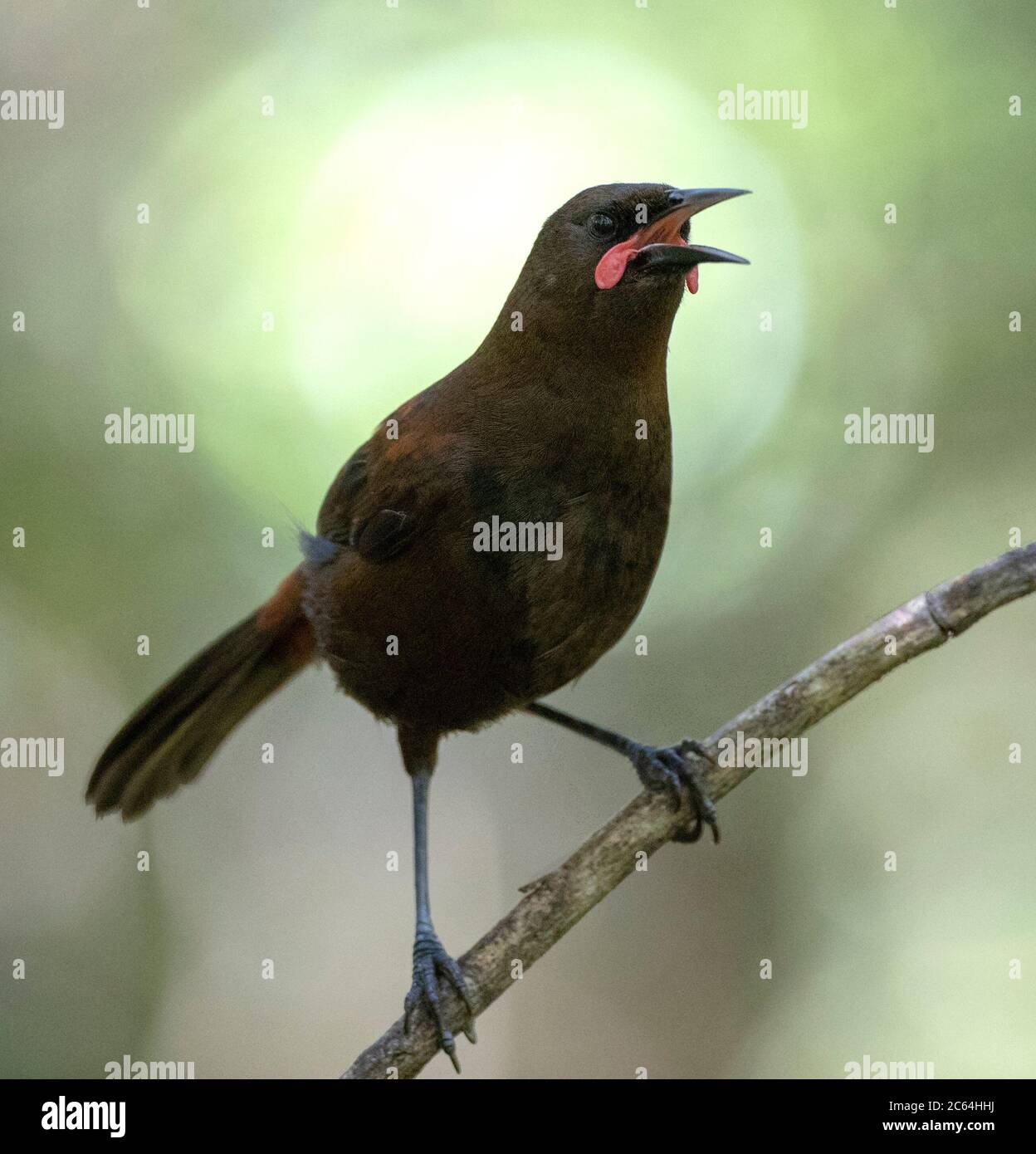 Singender unreifer Rüde South Island Saddleback (Philesturnus carunculatus) auf Ulva Island, einer vorgelagerten Raubtierinsel vor Stewart Island, Neuseeland Stockfoto