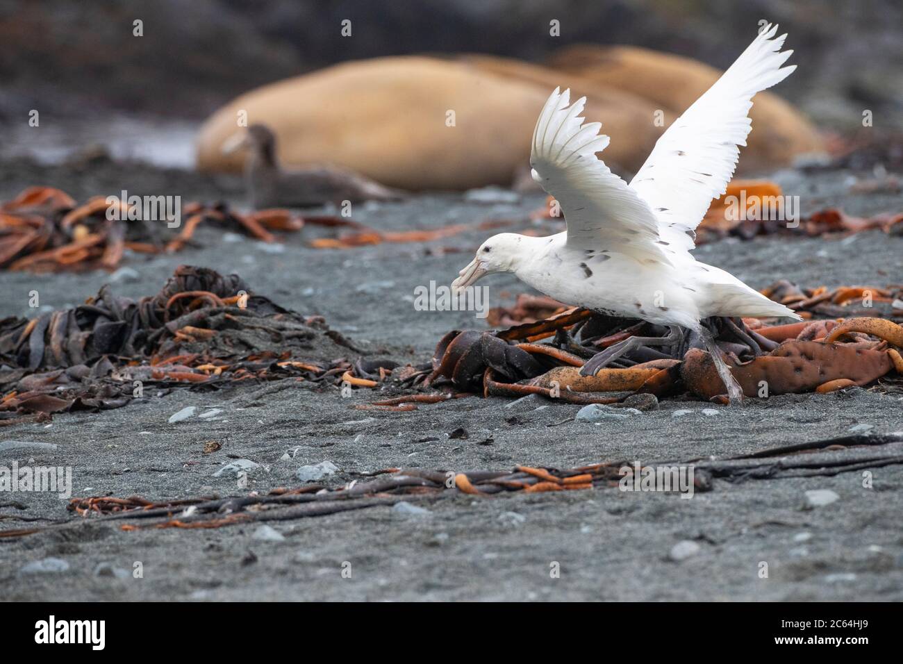 White Phase Southern Giant Petrel (Macronectes giganteus) startet vom Strand auf Macquarie Island, subantarktisches Neuseeland. Auch bekannt als Stink Stockfoto