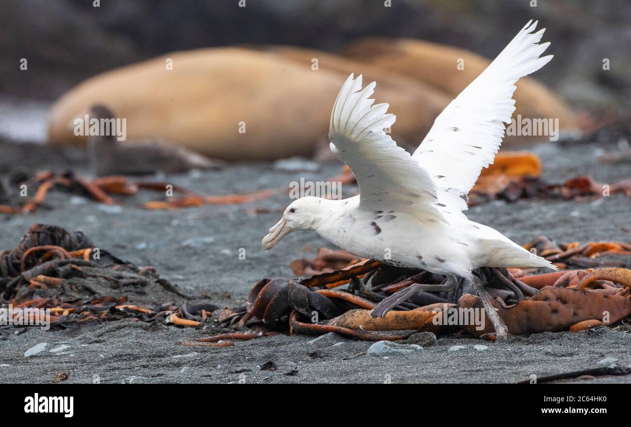 White Phase Southern Giant Petrel (Macronectes giganteus) startet vom Strand auf Macquarie Island, subantarktisches Neuseeland. Auch bekannt als Stink Stockfoto