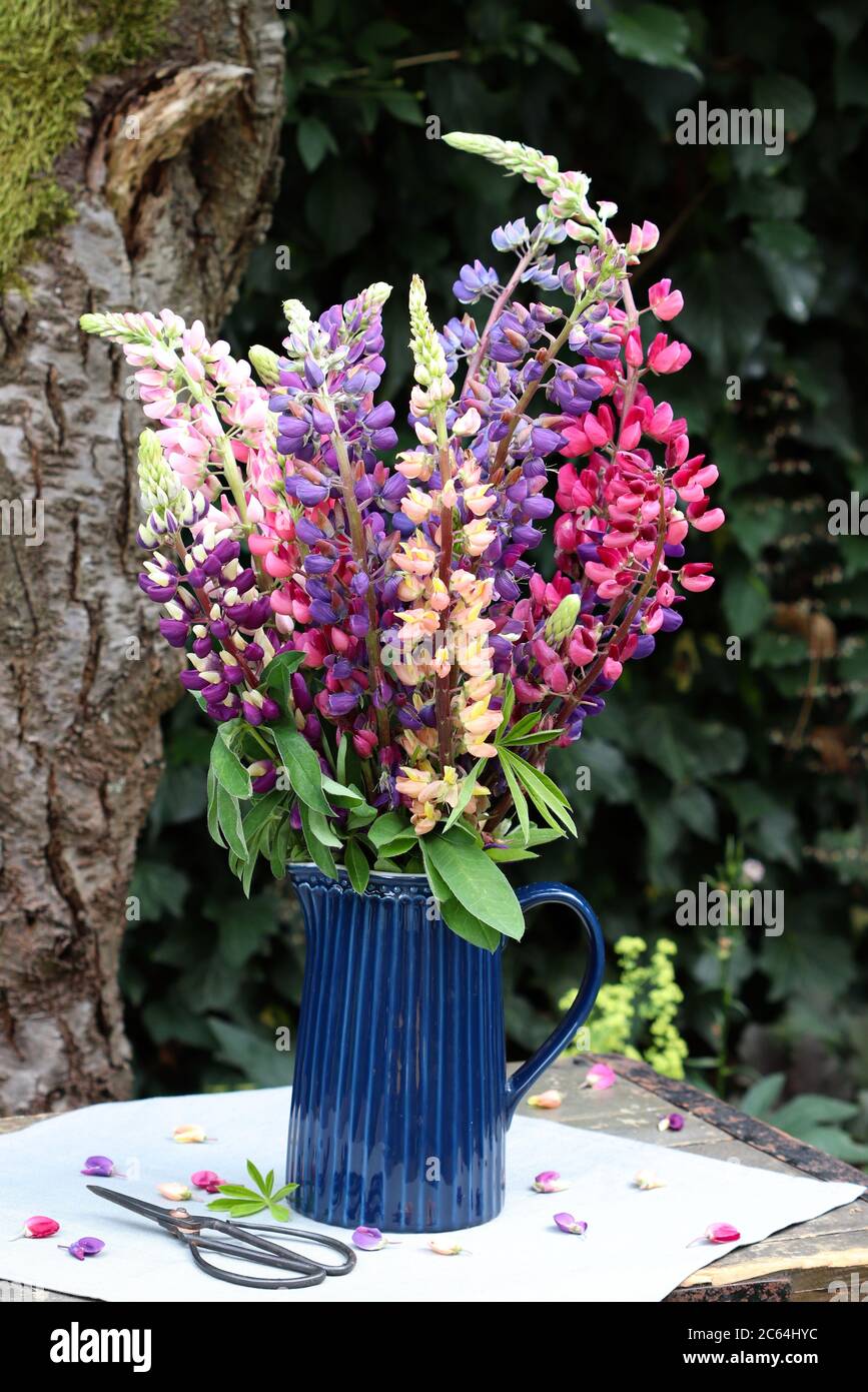 Buntes Bouquet von Lupinen in Vase Stockfoto