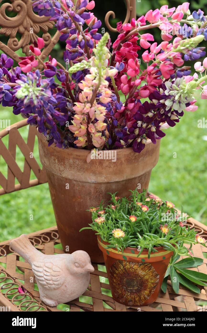 Buntes Bouquet von Lupinen in Terrakotta-Topf Stockfoto
