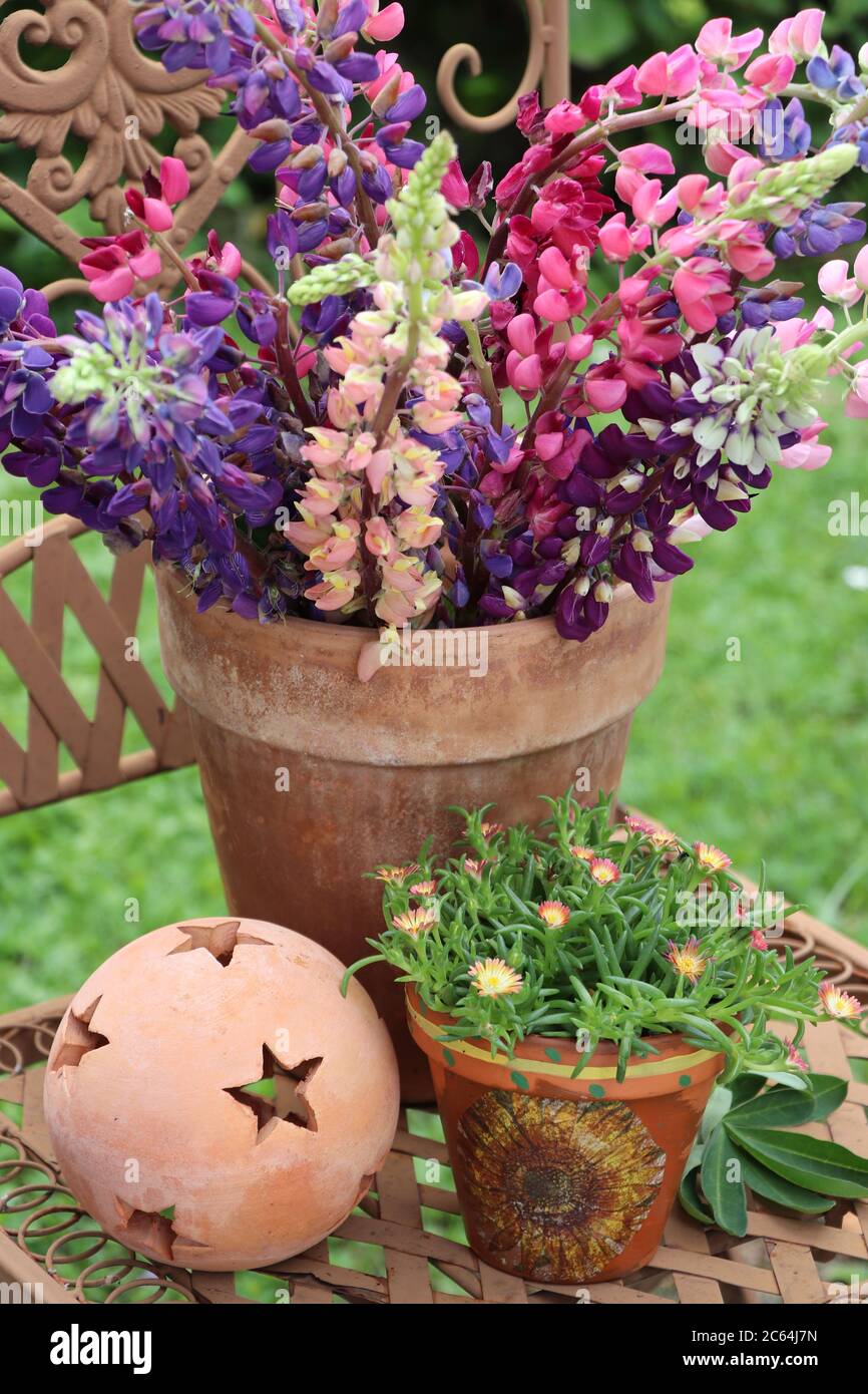 Buntes Bouquet von Lupinen in Terrakotta-Topf Stockfoto