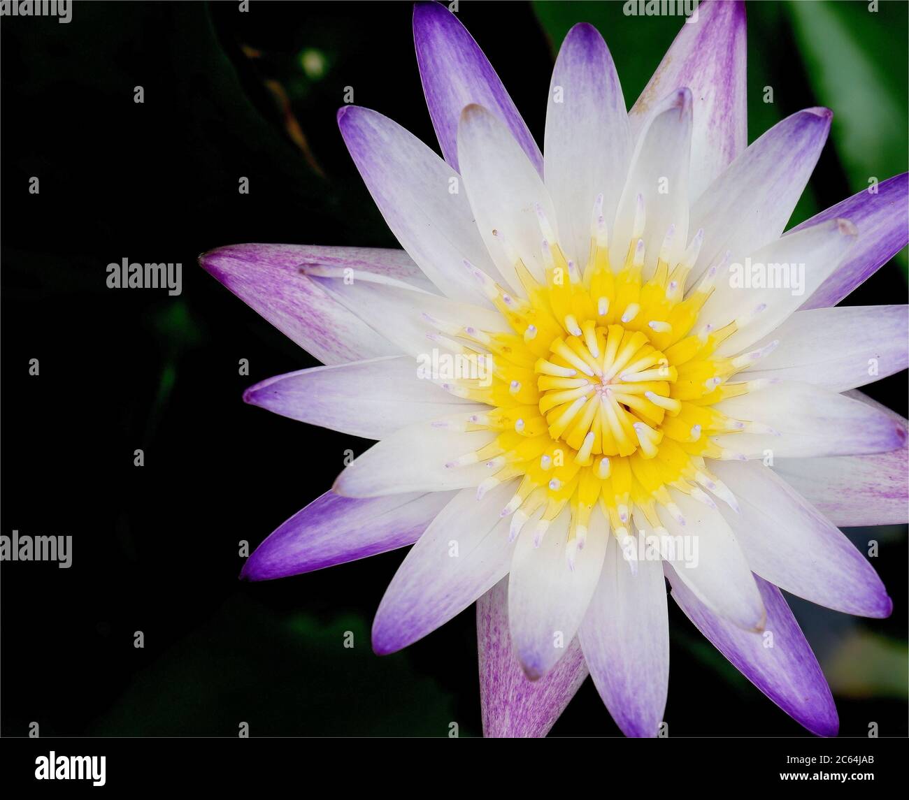 Lila Lotusblüte im Frühling Stockfoto