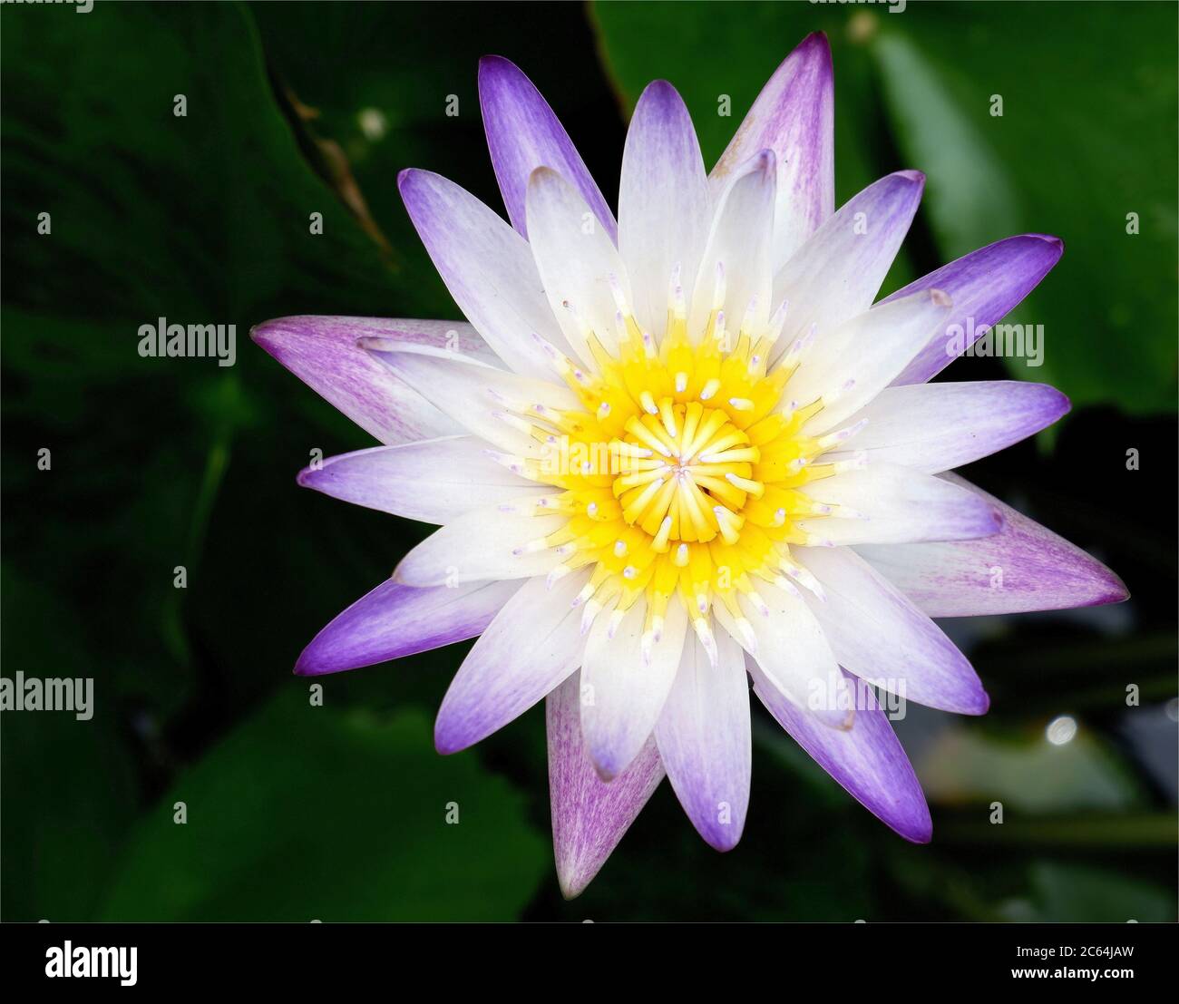Lila Lotusblüte im Frühling fühlen sich frisch an Stockfoto