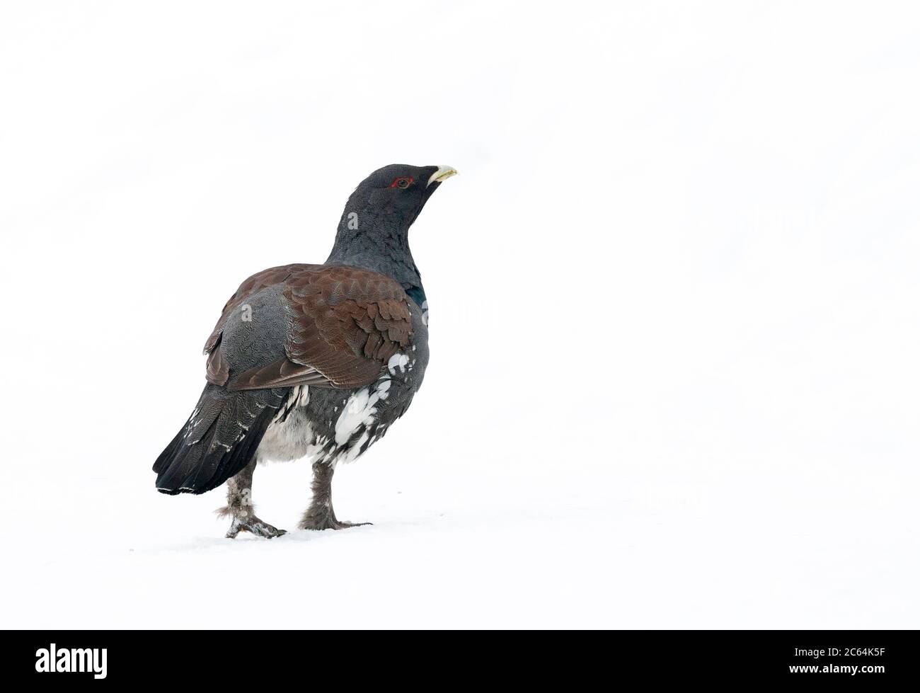 Männliche Westkaperkaillie (Tetrao urogallus) während eines kalten Winters in Nordfinnland. Weggehen, wachsam über seine Schulter schauen. Auf der Rückseite gesehen Stockfoto