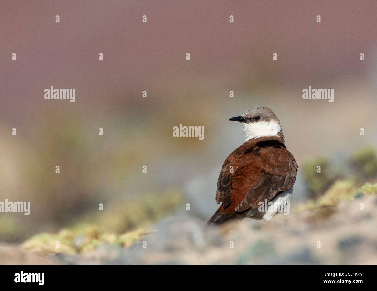 Vom Aussterben bedrohte Weißbauchschnecke (Cinclodes palliatus) in einem Hochmoor der Anden in der Nähe von Marcapomacocha in Peru. Über die Schulter schauen. Stockfoto