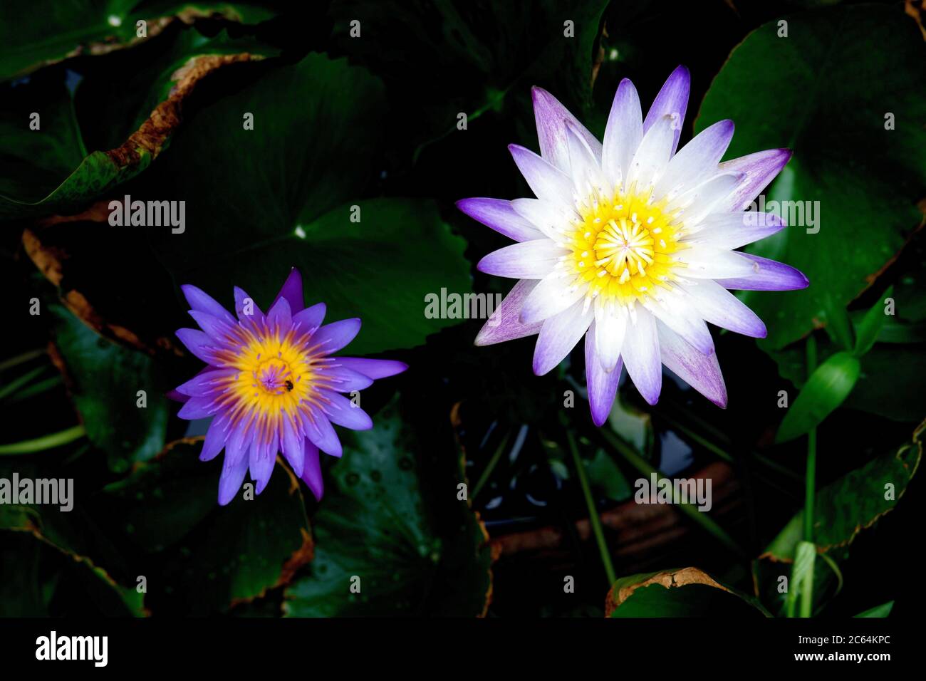 Doppelte lila Lotusblüte im Frühling Stockfoto