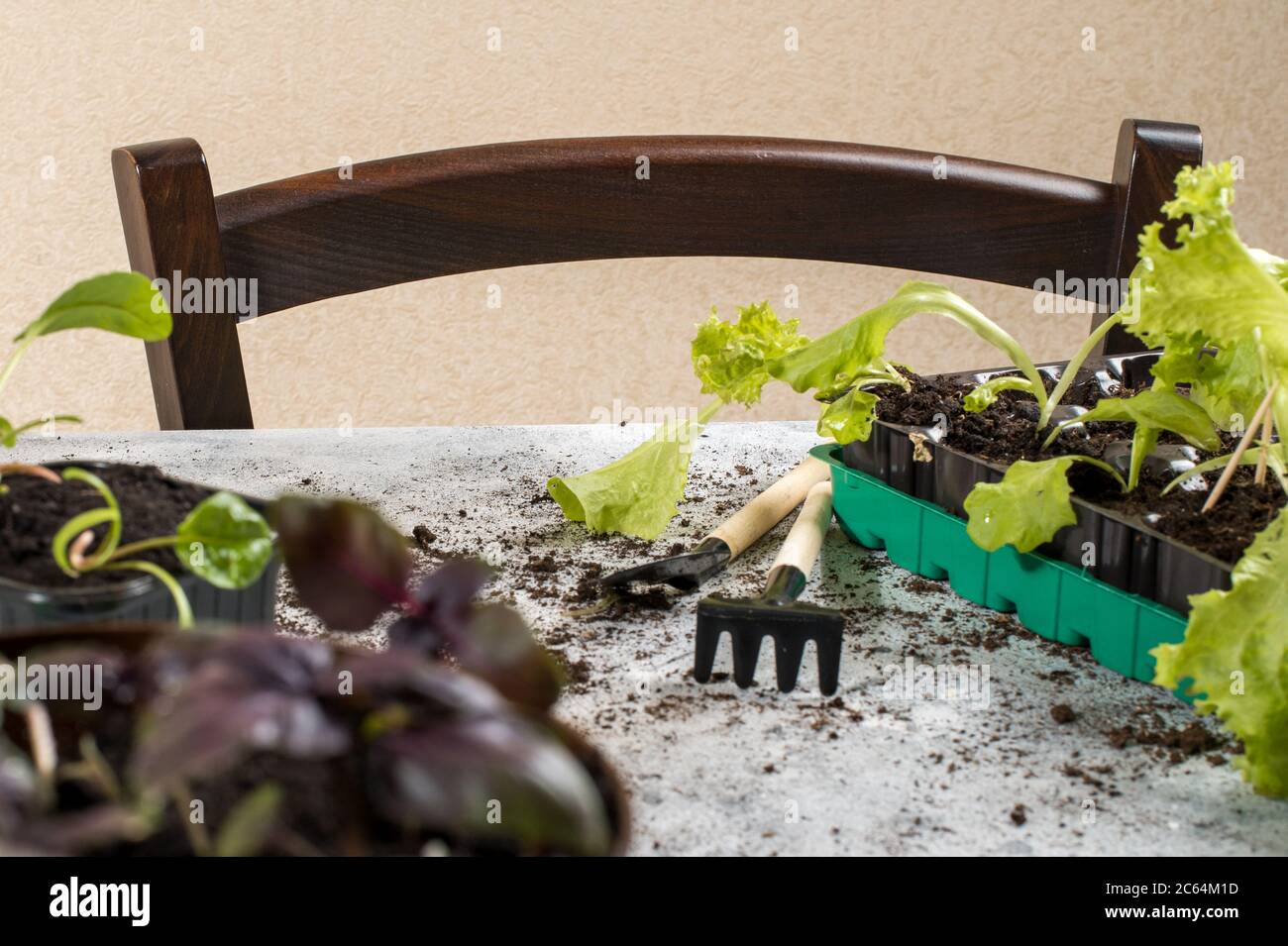 Wachsende Gartenarbeit Hobby. Topf mit Basilikum und Gartengeräten auf grauem Hintergrund Stockfoto