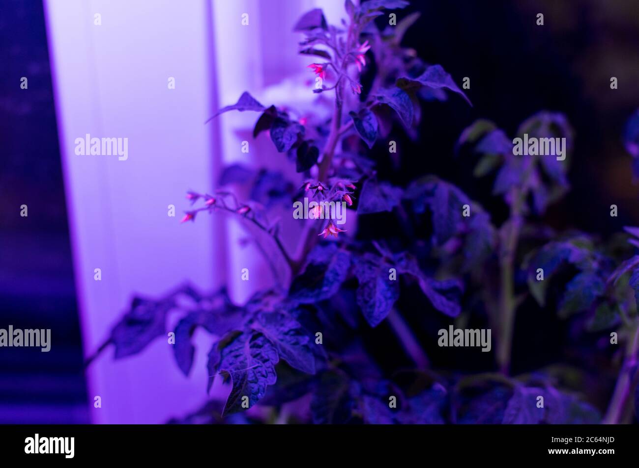 Tomatenpflanzen wachsen unter LED-hydroponic Lichtern Stockfoto