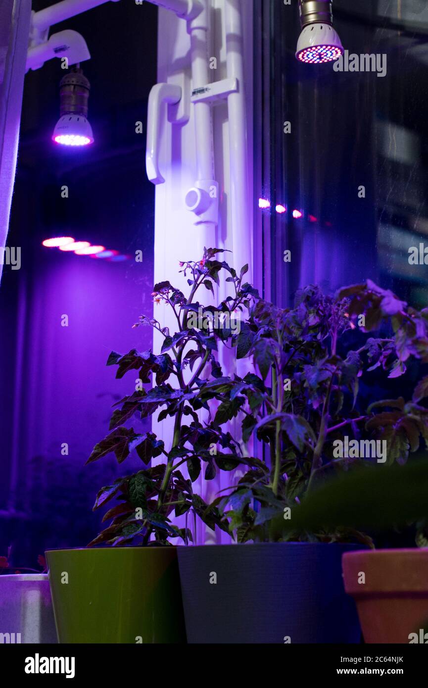 Tomatenpflanzen wachsen unter LED-hydroponic Lichtern. Industrieller Anbau von Pflanzen unter künstlichem Licht. Phyto Leuchtmittel für Pflanzen. Weichfokus Stockfoto