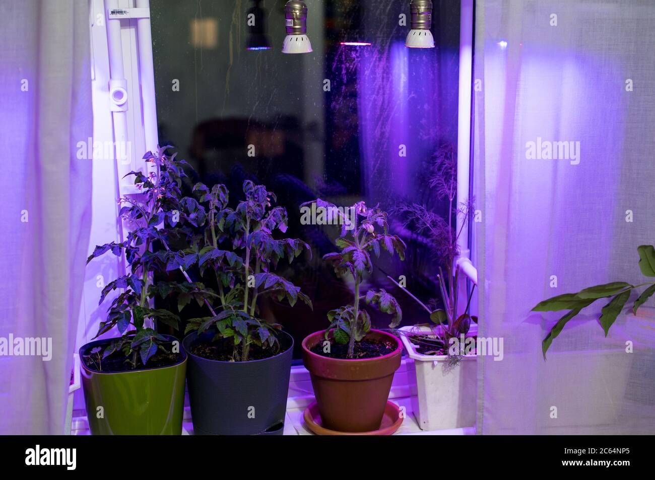 Tomatenpflanzen wachsen unter LED-hydroponic Lichtern. Industrieller Anbau von Pflanzen unter künstlichem Licht. Weichfokus Stockfoto