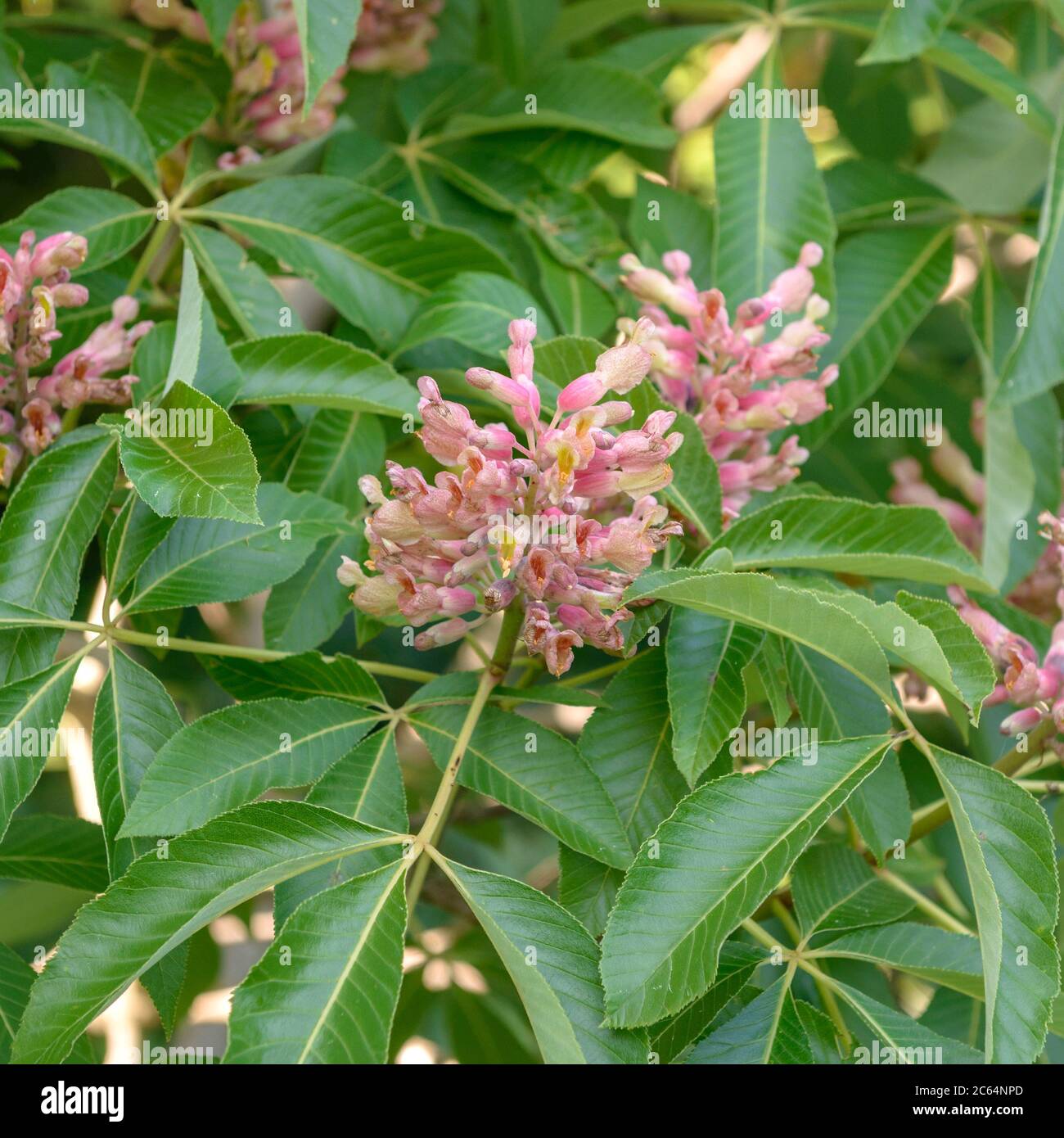 Rosskastanie Aesculus × mutabilis Induta Stockfoto