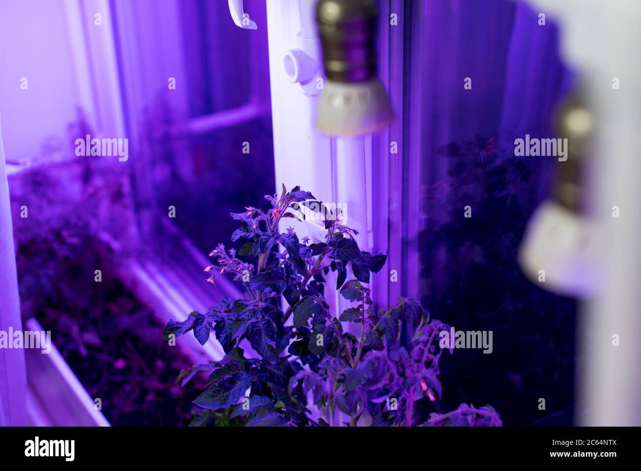 Tomatenpflanzen wachsen unter LED-hydroponic Lichtern. Industrieller Anbau von Pflanzen unter künstlichem Licht. Weichfokus Stockfoto