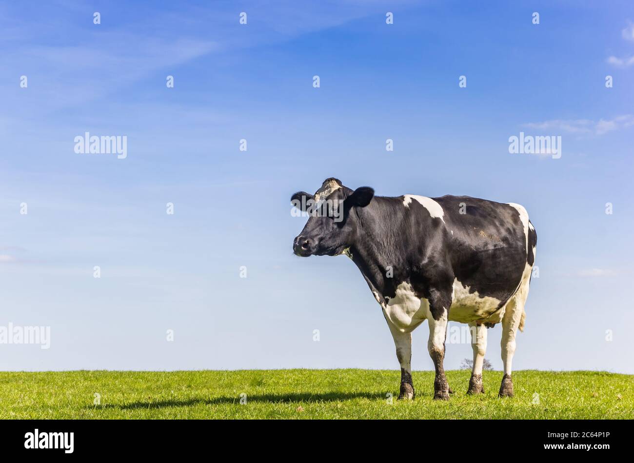 Friesische Holsteiner Kuh im Gras in Gaasterland, Niederlande Stockfoto