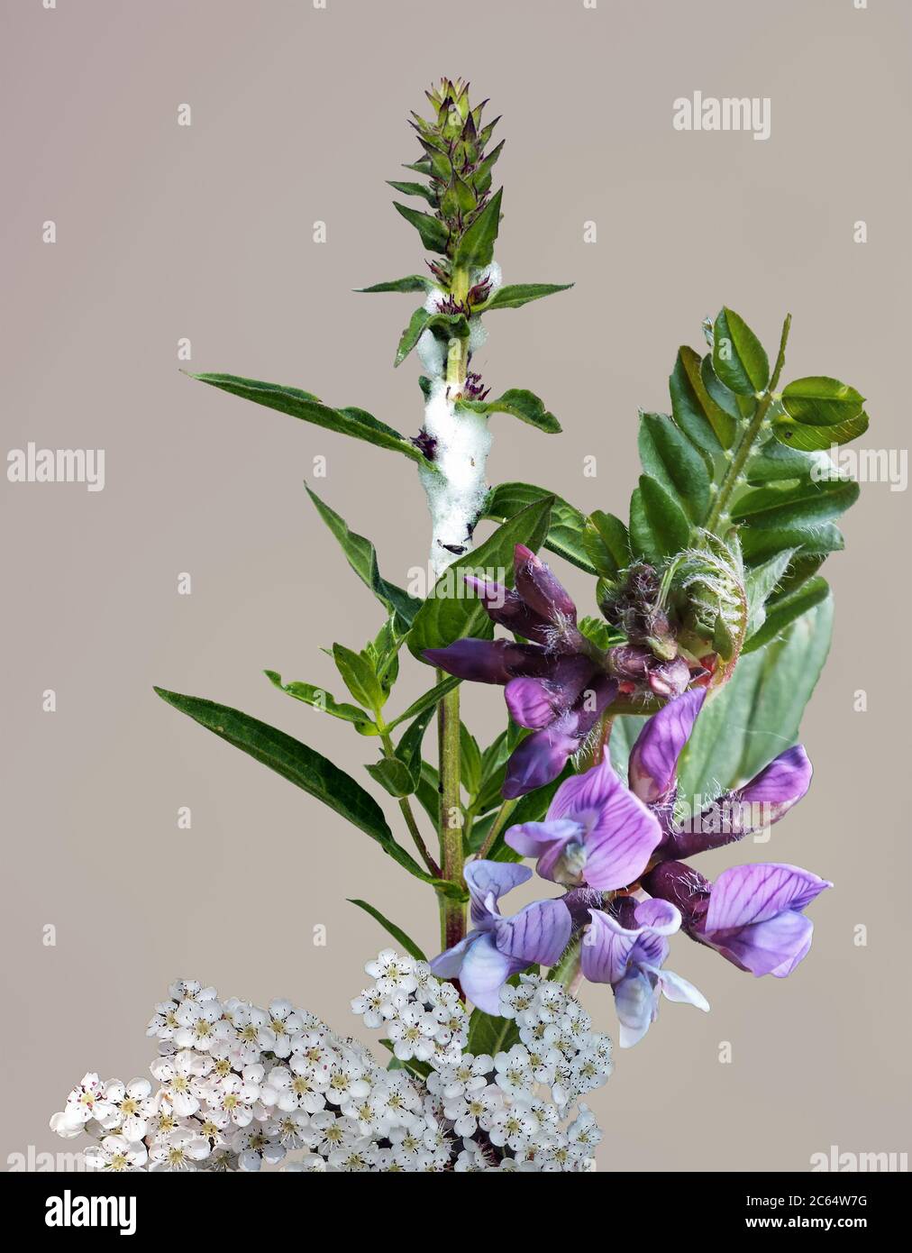 Bild von einem Strauß wilder Blumen auf einem einheitlichen Hintergrund. Stockfoto