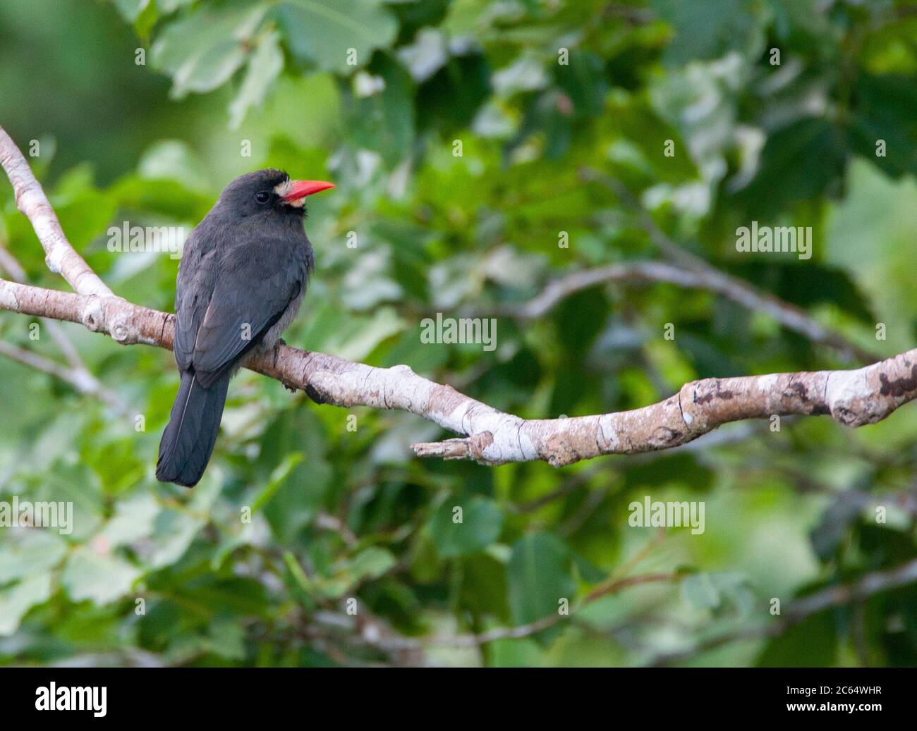 Der Weißstirne-Nunbird (Monasa morphoeus) thront im Baldachin des Amazonas-Regenwaldes im Tiefland Perus. Auf der Rückseite gesehen. Stockfoto