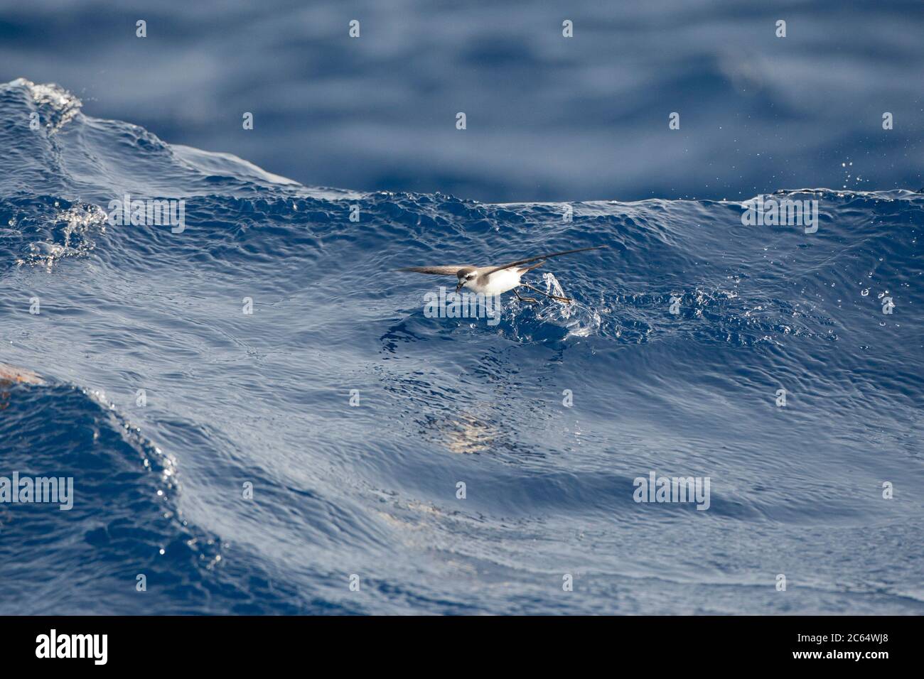 Weißgesichtige Sturmsturmsturmvogel (Pelagodroma Marina), die auf einer Welle weit draußen auf dem Meer vor der Insel Madeira im zentralen Atlantischen Ozean auf Nahrungssuche gehen. Stockfoto