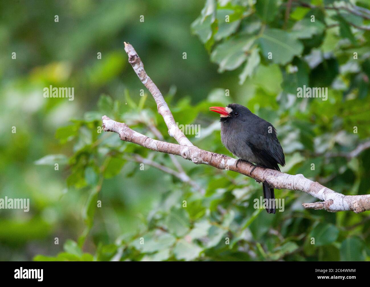 Calling White-Fronted Nunbird (Monasa morphoeus) in der Baumkrone des Amazonas-Regenwald der Tiefland Peru thront. Stockfoto