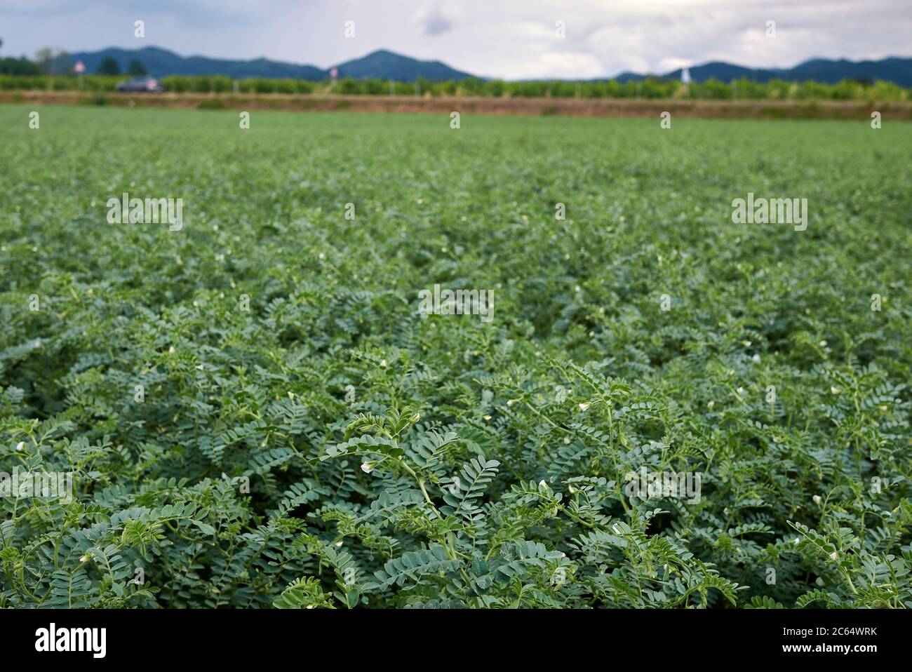 Cicer arietinum landwirtschaftliche eingereicht Stockfoto