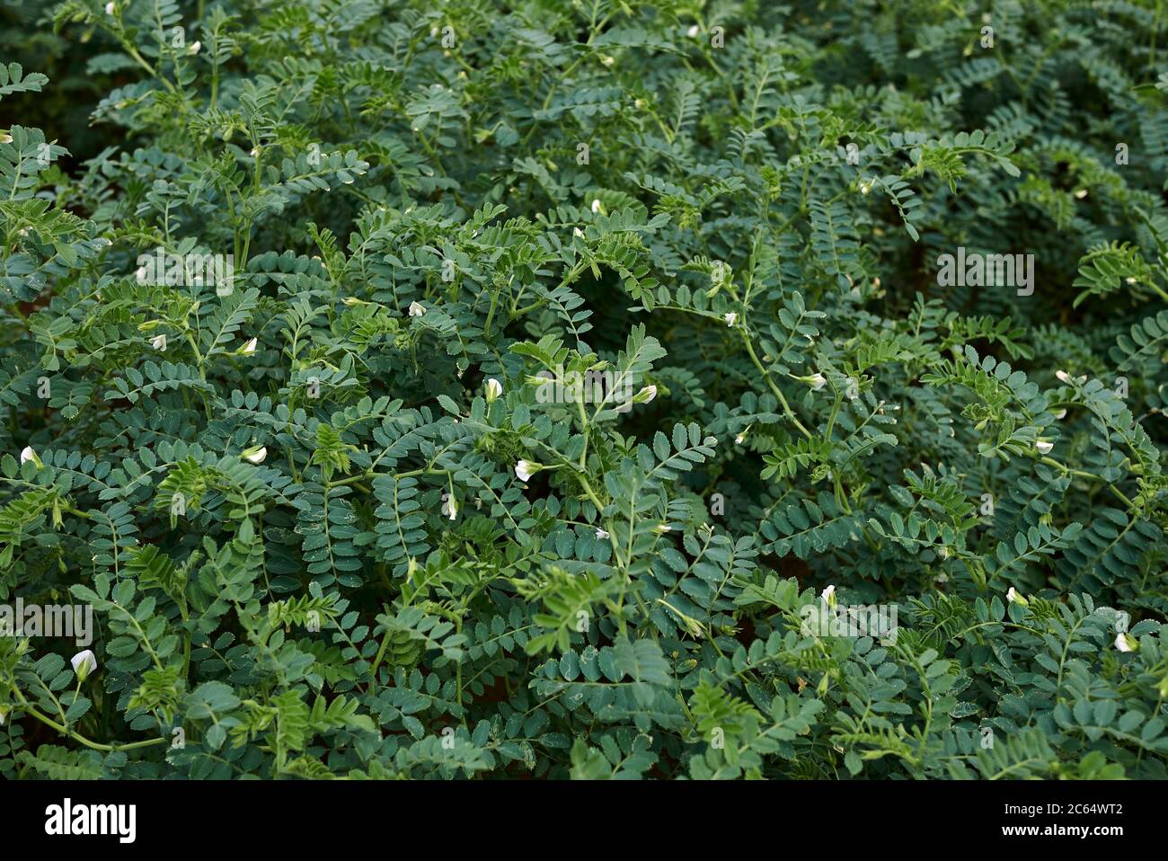 Cicer arietinum landwirtschaftliche eingereicht Stockfoto