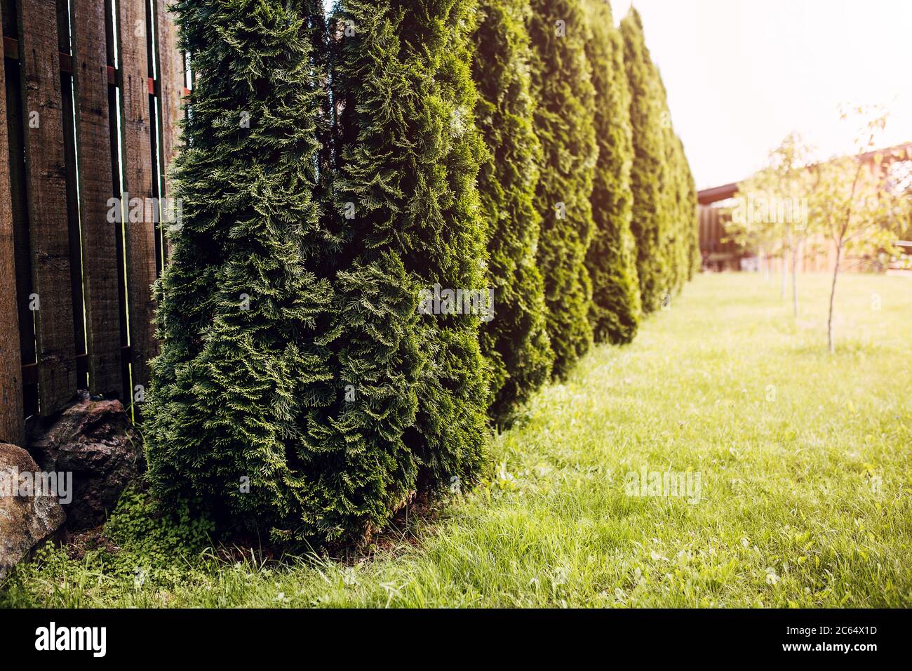 dichte hecke stockfotos und bilder kaufen alamy
