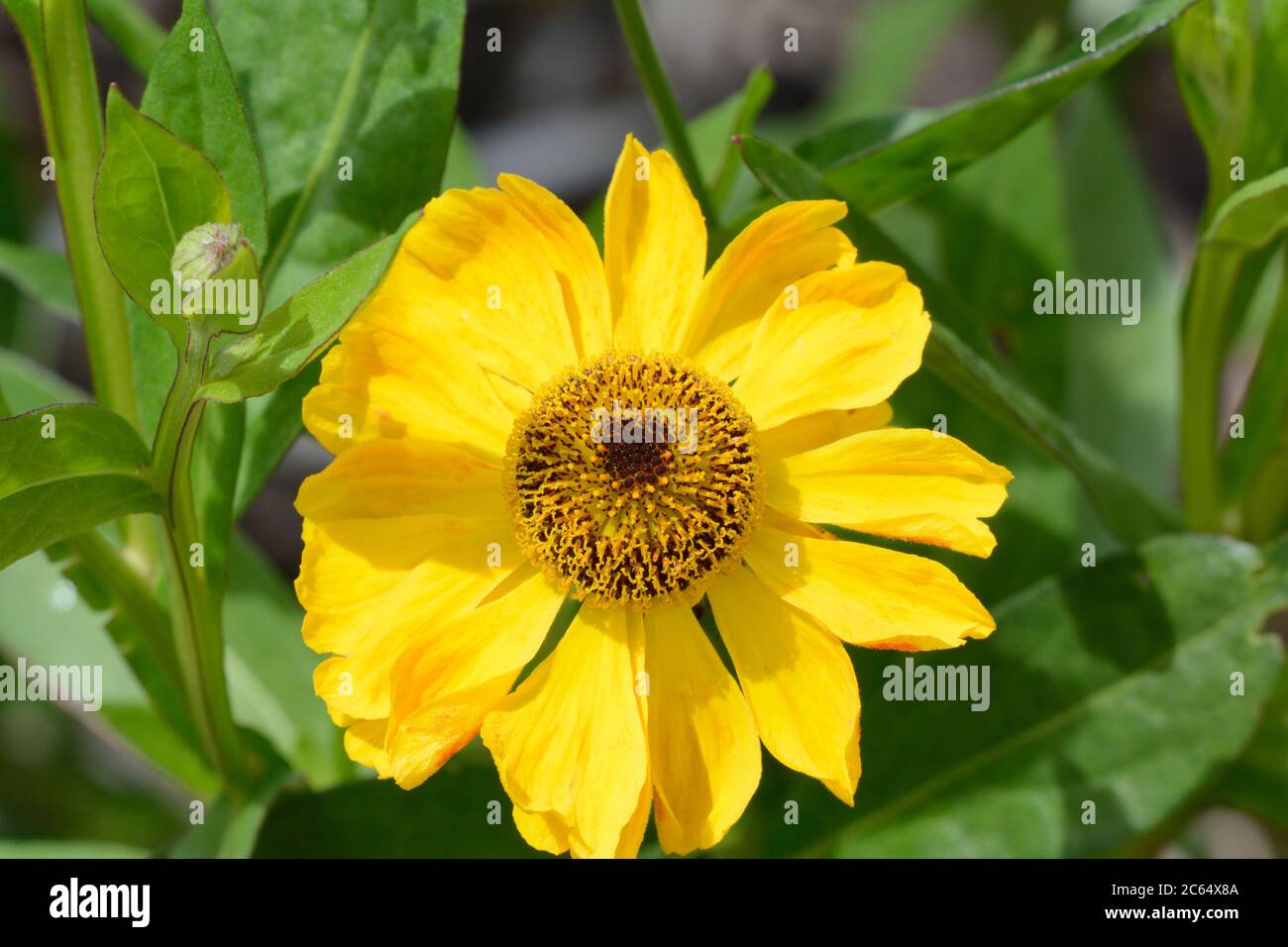 Helenium El Dorado niesen leuchtend gelbe Blüten mit großem dunklen Kegelnektar und pollenreichen Blüten Stockfoto