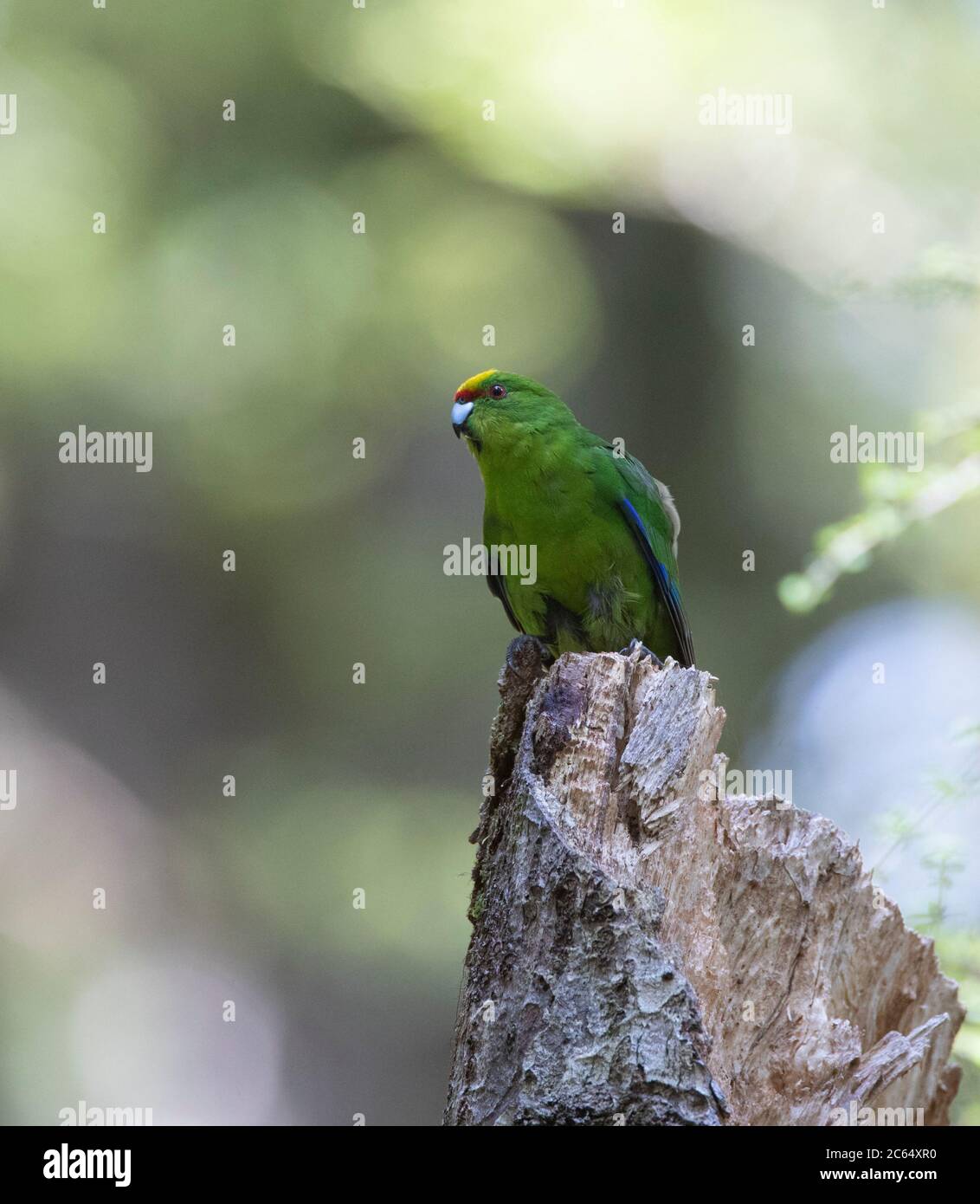 Neugierig aussehender Gelber Seeteul (Cyanoramphus auriceps) auf einem Stumpf in einem alten Naturwald am Haast Pass, Südinsel, in Neuseeland Stockfoto