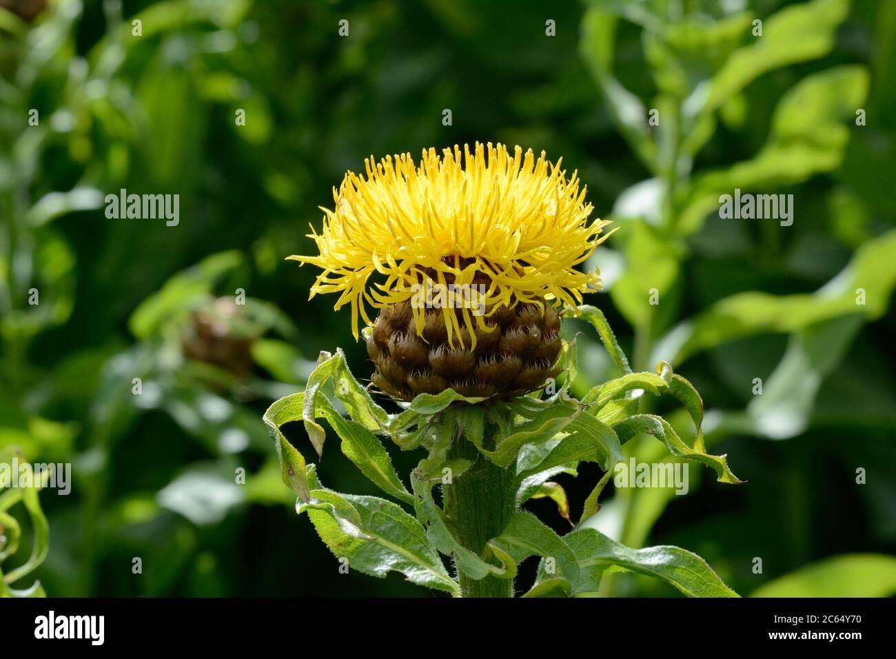 Centaurea macrocephala Riesenkrautkraut großen Kopf centaury gelbe Distel wie Blume Blüte Stockfoto