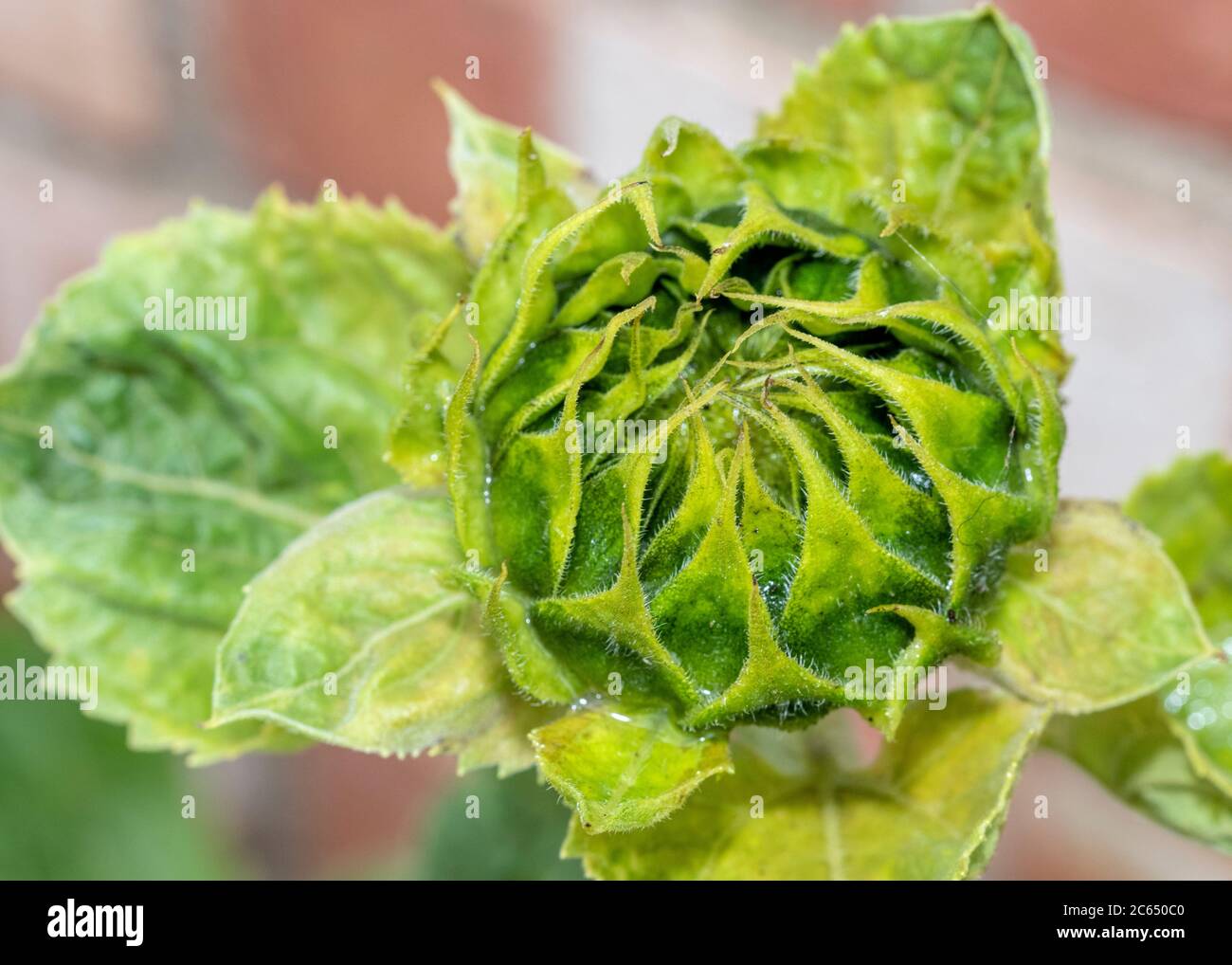 Nahaufnahme von Sonnenblume Knospe Stockfoto