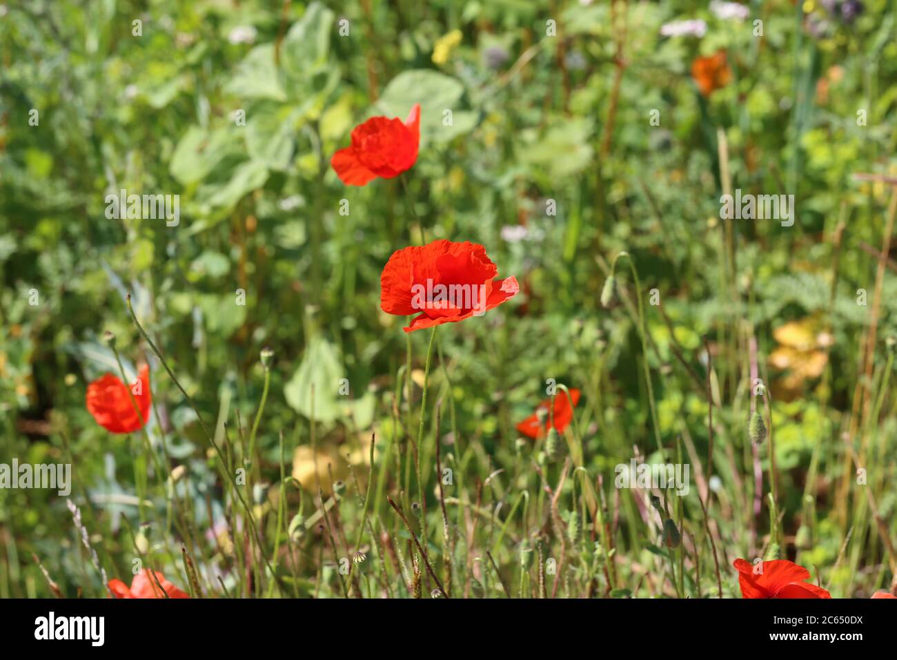 Schöne wilde Mohn Blume in der Wiese Stockfoto