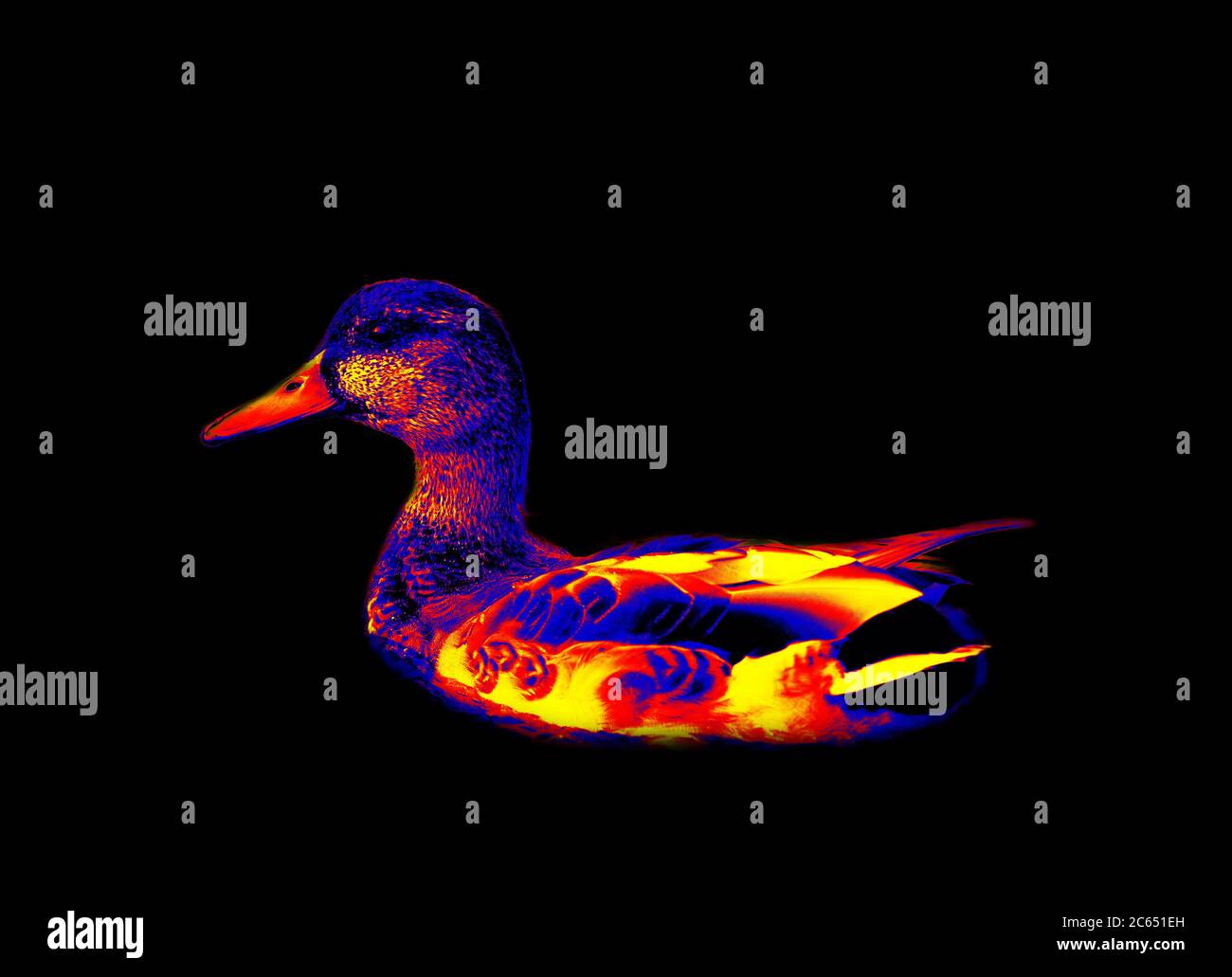 Mallard Ente Nahaufnahme in wissenschaftlichen High-Tech-Wärmebildkamera auf schwarzem Hintergrund isoliert Stockfoto