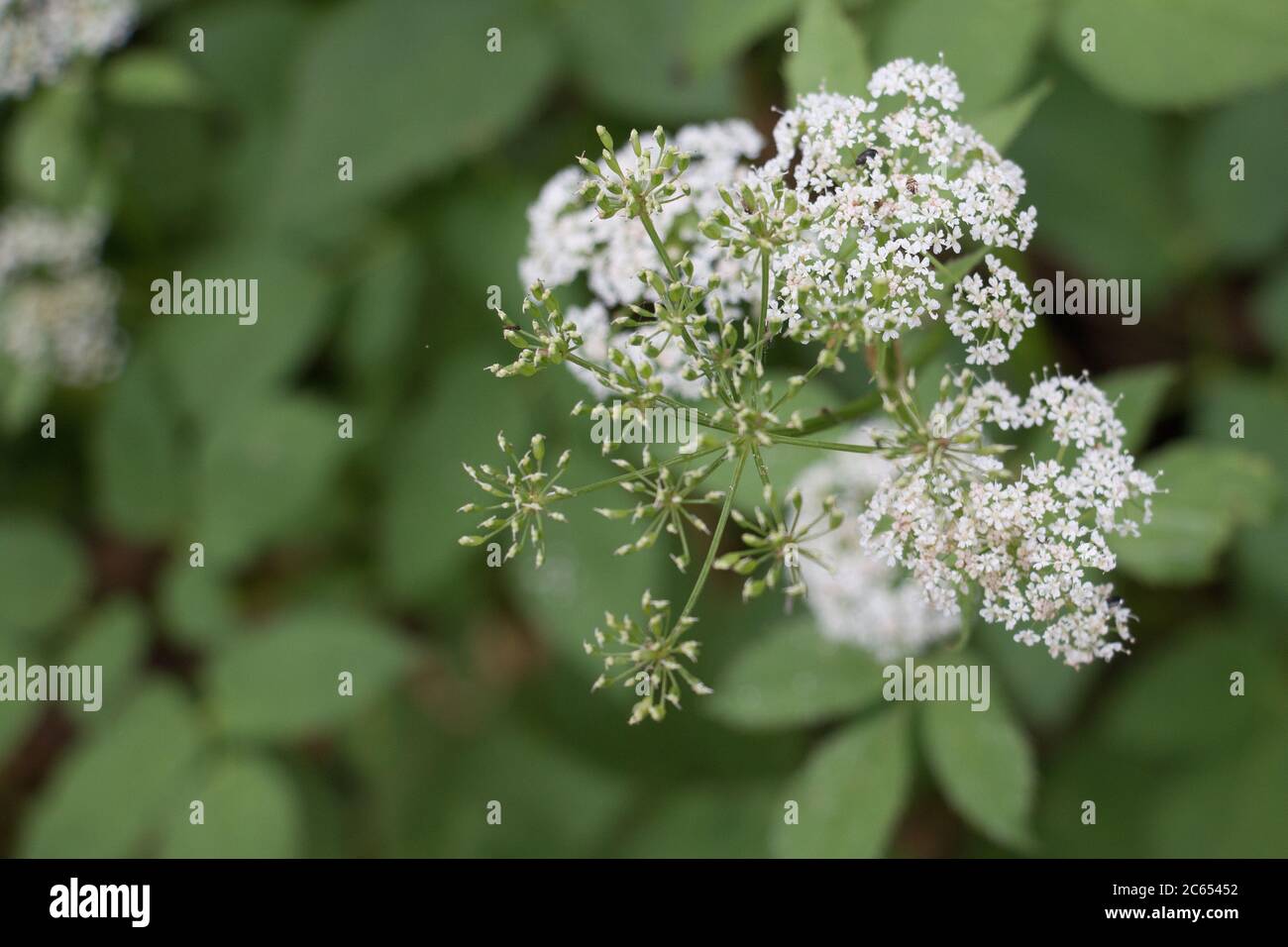 Weiße Kuh Petersilie, Anthriscus sylvestris, Wild Chervil, Wildschnabelpsilie oder Keck, blühend in der britischen Landschaft Stockfoto