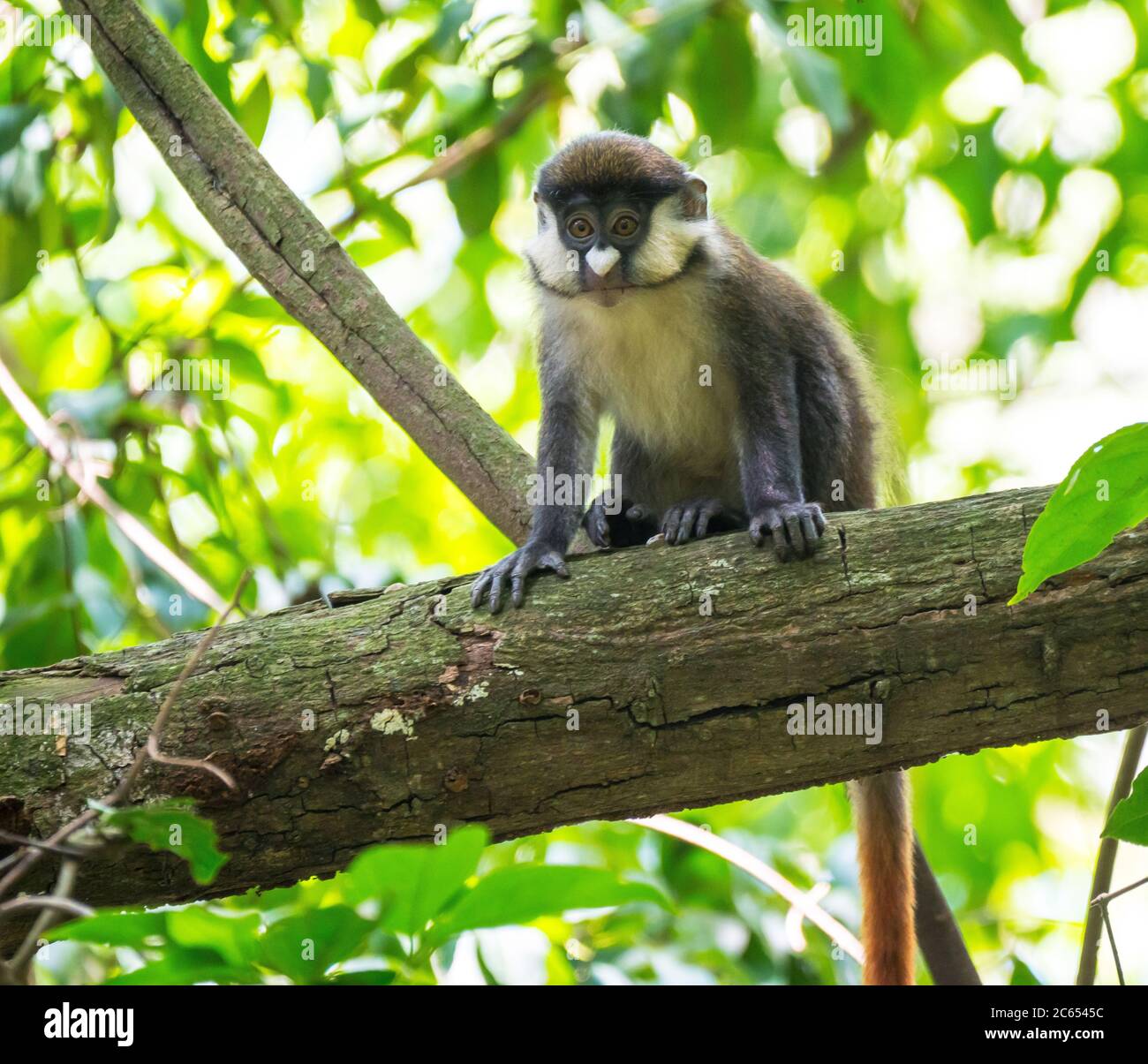 Schwarzwangenaffen (Cercopithecus ascanius), der in einem Baum in einem afrikanischen Wald thront. Stockfoto