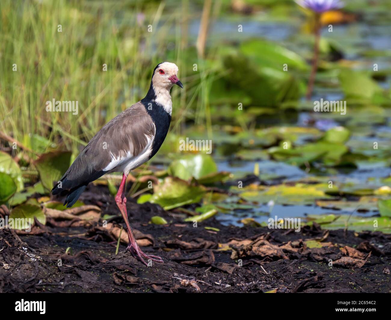 Erwachsene Langkiebitz-Kiebitz (Vanellus albiceps), die am Ufer im Mabamba-Sumpf in Uganda stehen. Stockfoto