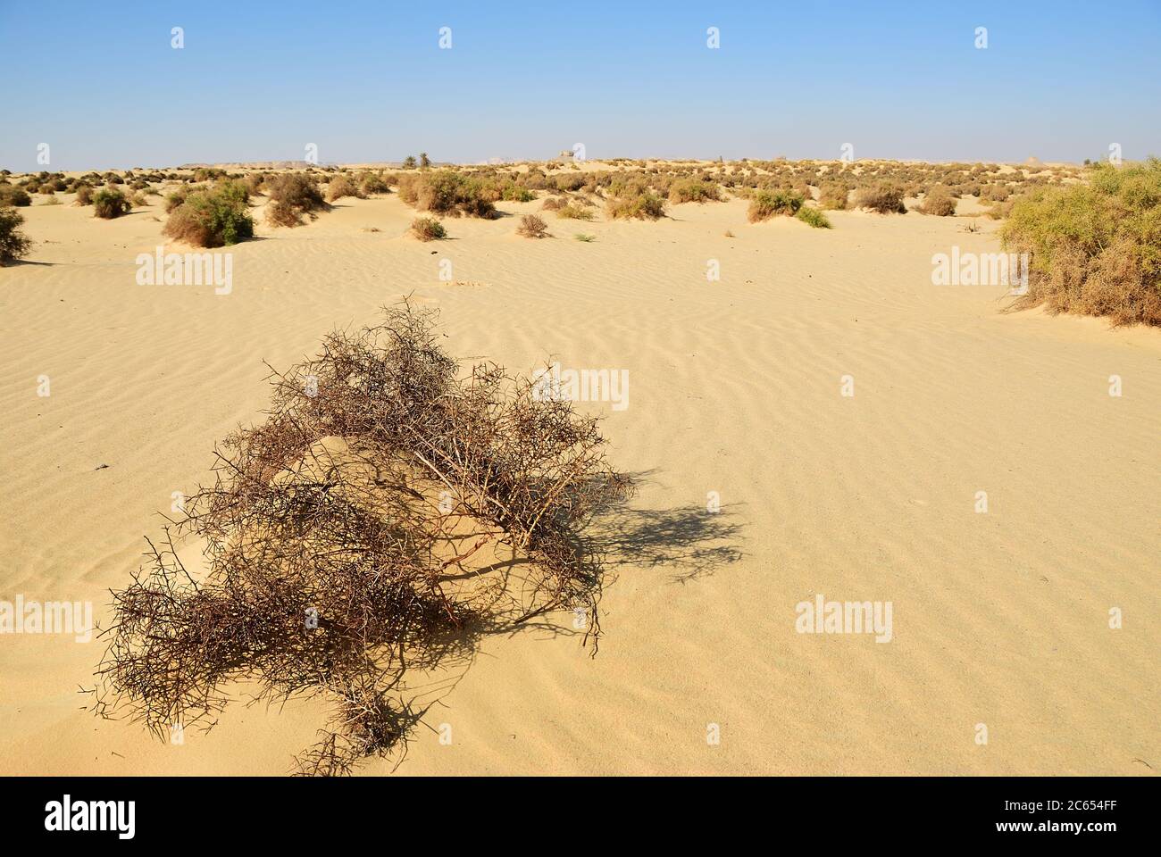 Sahara Wüste und Kameldorn Pflanzen wachsen im Sand. Westliche Wüste, Ain  el-Maqfi, Ain Abu Hawas. Ägypten. Afrika Stockfotografie - Alamy