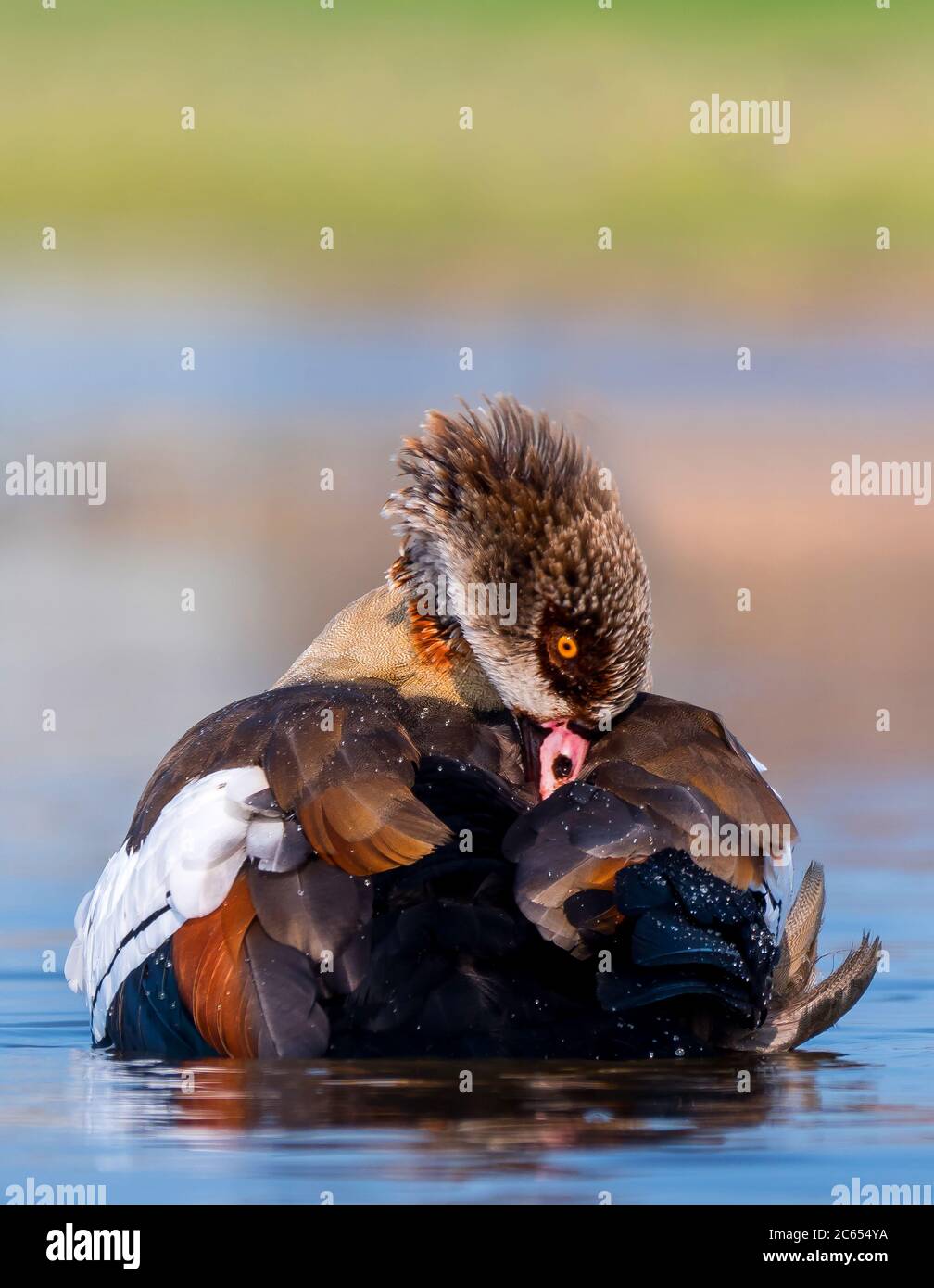 Erwachsene ägyptische Gans, Alopochen aegyptiacus, die sich selbst putzt, mit dem Kopf nach hinten gebogen, um seine Federn zu reinigen. In seiner natürlichen Umgebung stehen Stockfoto