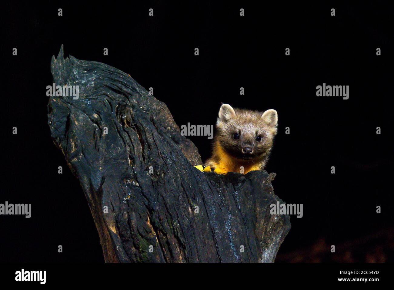 Pine Marten (Martes martes) blickt hinter einem toten Baum in die Kamera. Das Bild wird bei Nacht aufgenommen. Der Hintergrund ist schwarz. Stockfoto