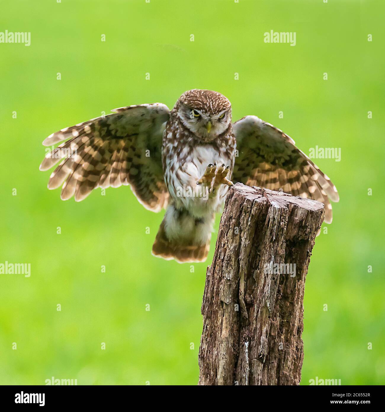 Kleine Eule (Athene noctua) landet auf einem Holzmast. Die Flügel breiten sich weit aus und die Augen konzentrieren sich auf den Landeplatz. Krallen vorne gehalten, lesen Stockfoto