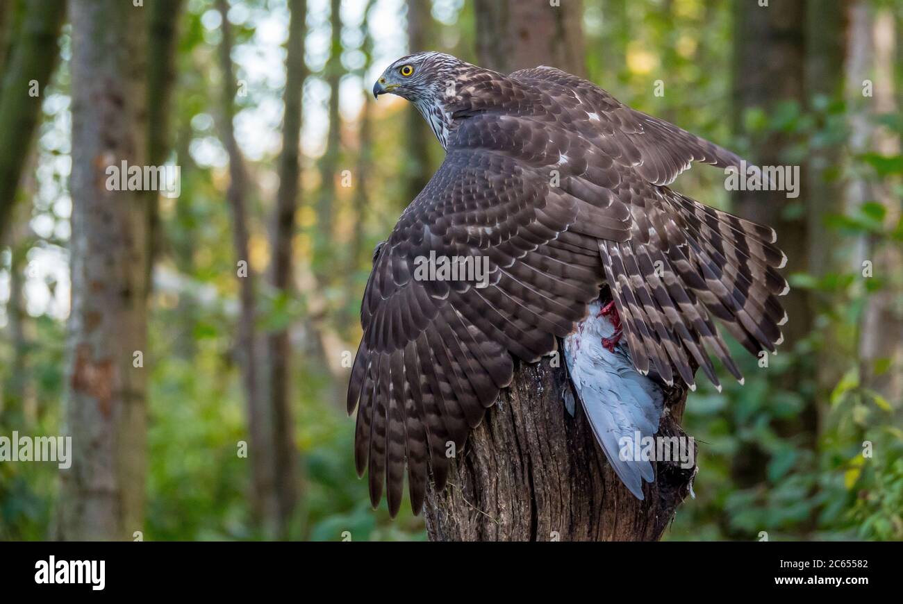 Unreifer nördlicher Habicht (Accipiter gentilis), der auf seiner Beute sitzt. Stockfoto