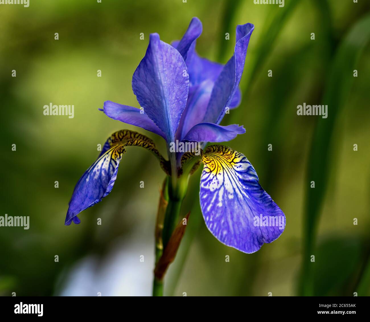Helle blaue Iris Blume isoliert auf grünem Hintergrund mit zarten Bokeh aus dem Sonnenlicht in den Morgen. Nahaufnahme. Stockfoto